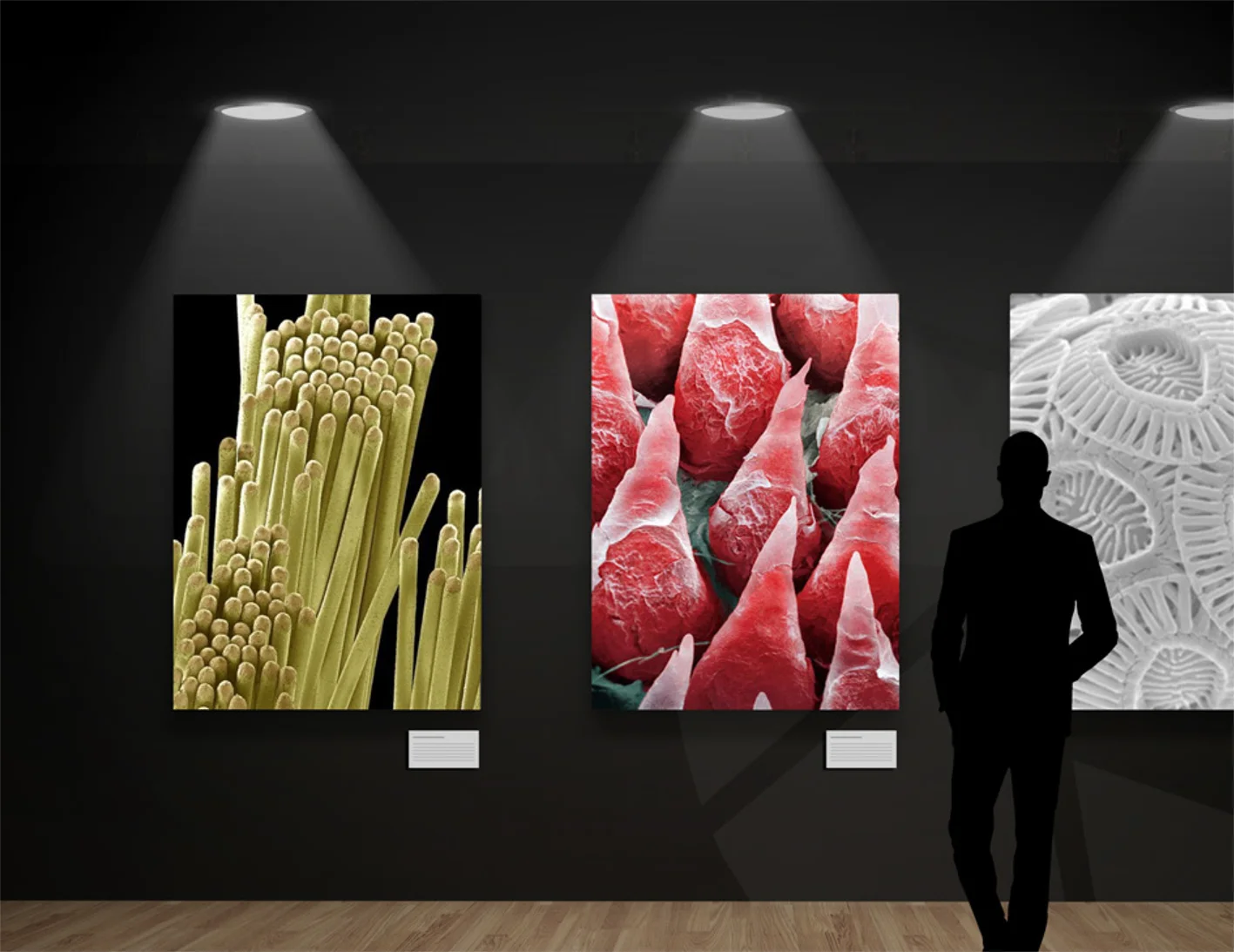 Microscopic images blown up large