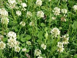 white clover.jpg