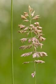 rough stalked meadow grass.jpg