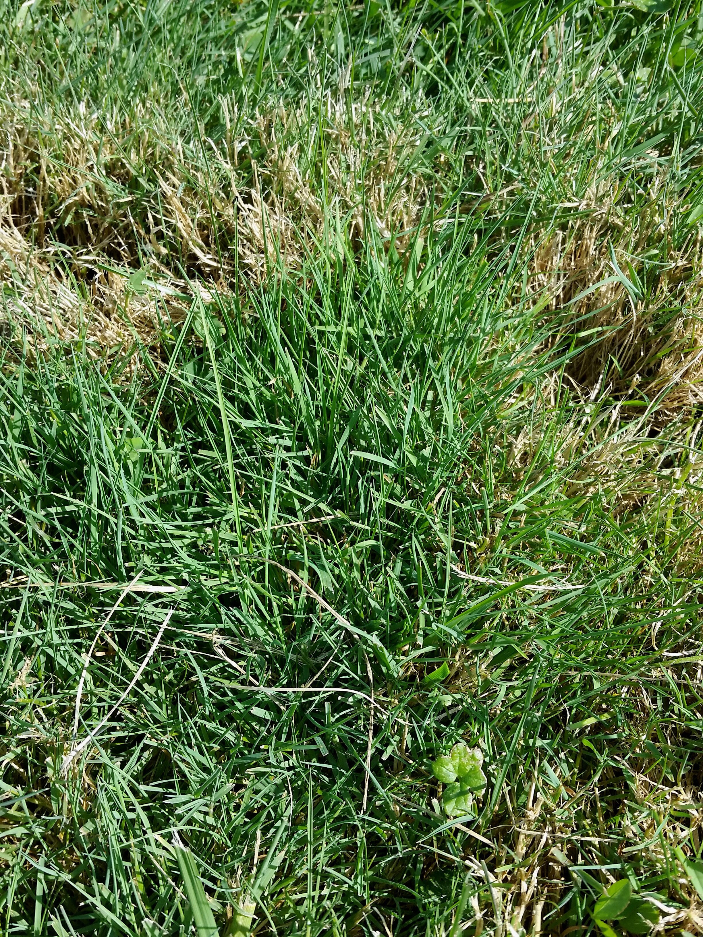 Red-Fescue-Grass.jpg