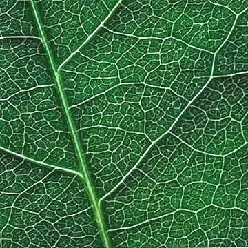 One week project: Research