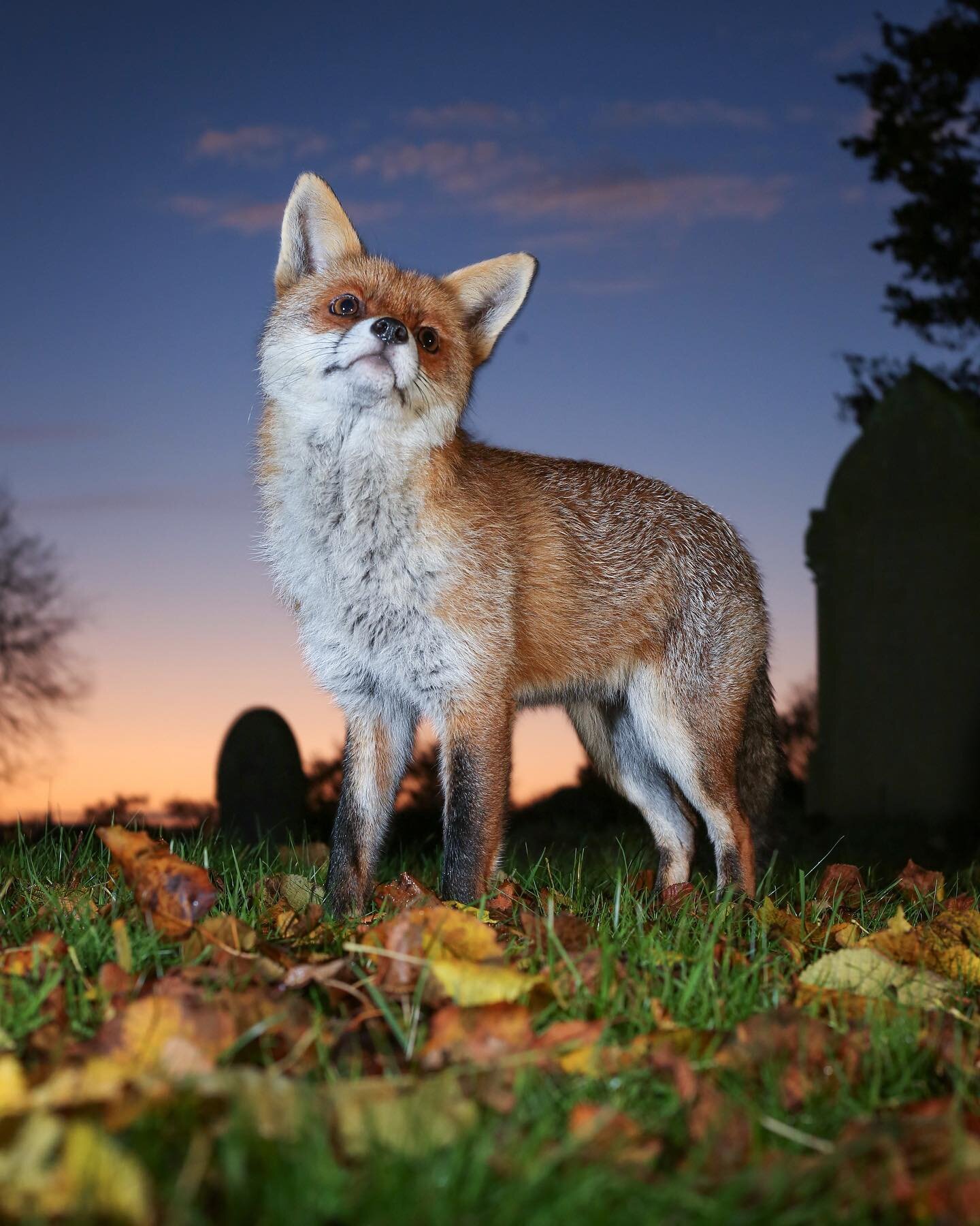 The quick Red Fox jumps over the lazy wildlife photographer... 

The pinkish hues of an Autumn sunset and a memorable encounter with this beautiful Fox, taken back in 2019 - With the assistance of @kylemoorephoto 🦊