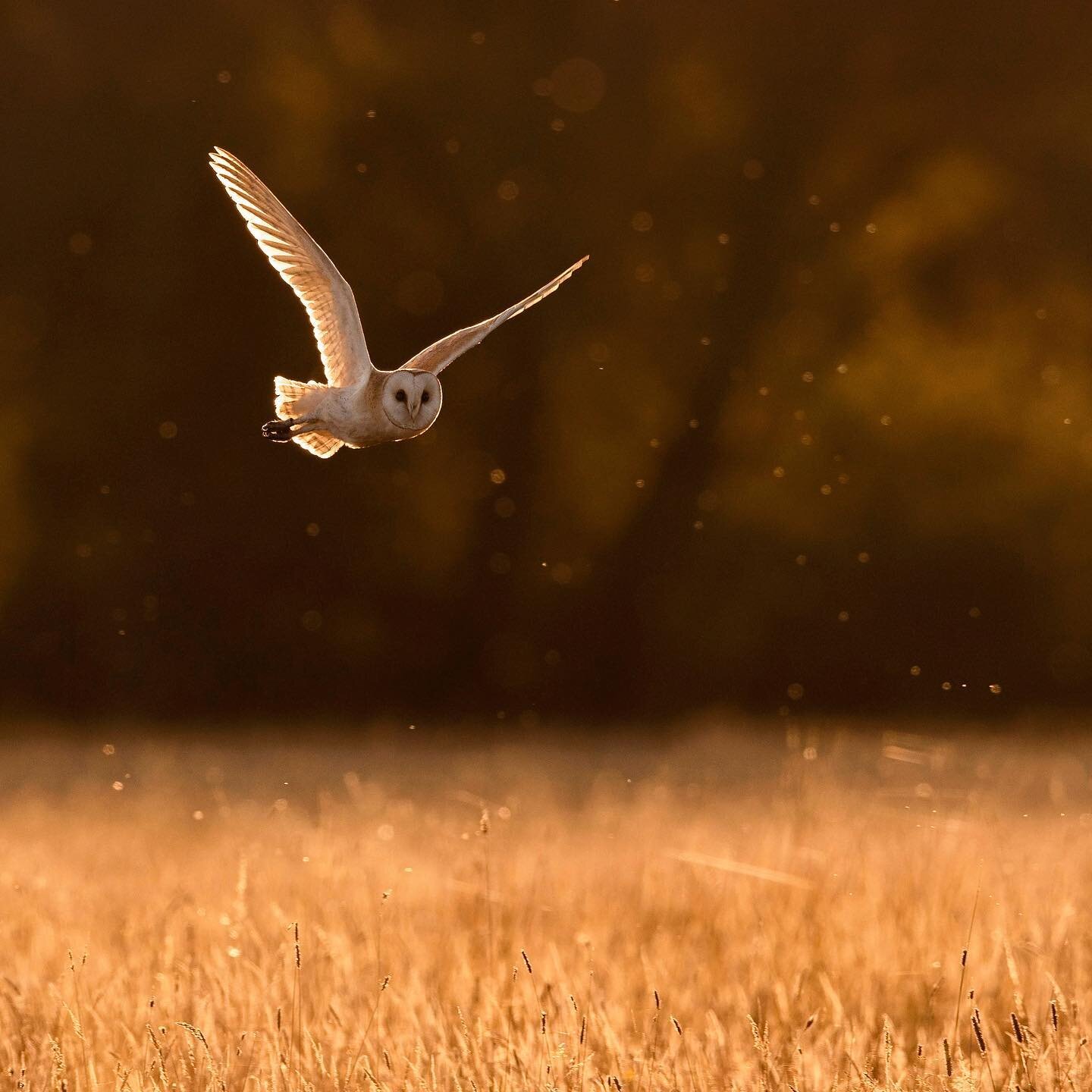 Norfolk Gold 🔥 A Barn Owl quarters a grassy field, looking for a tasty snack for its hungry babies. I thought I&rsquo;d repost this image from last year, since it&rsquo;s almost that time of year again 😁 Some new projects are beginning to take shap