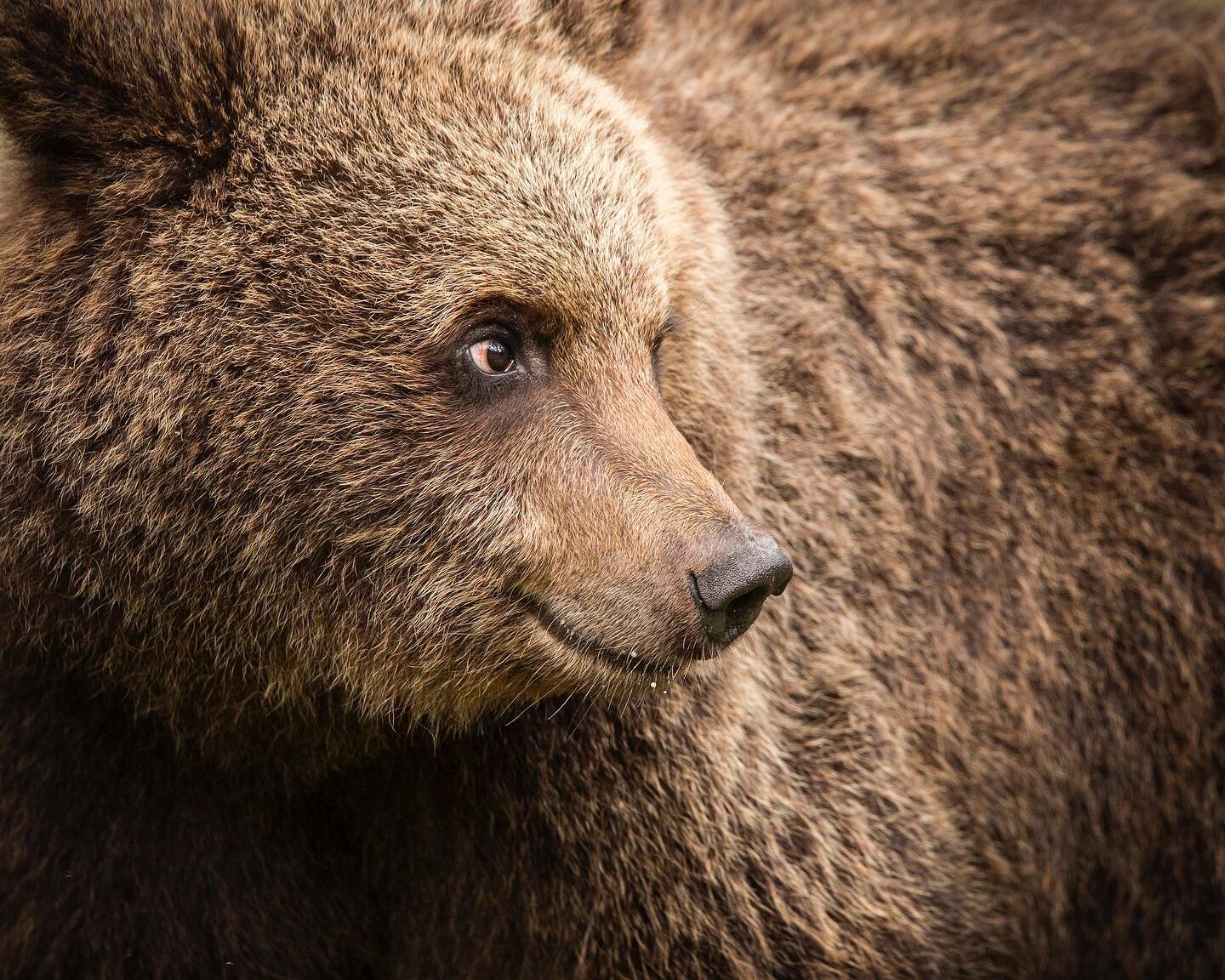 A Brown Bear yearling intently watches its siblings play fighting, in Finlands boreal wilderness 🧸 I&rsquo;m a huge fan of incorporating an animals environment into a photograph. However, during this close encounter, I was mesmerised by this cubs fa