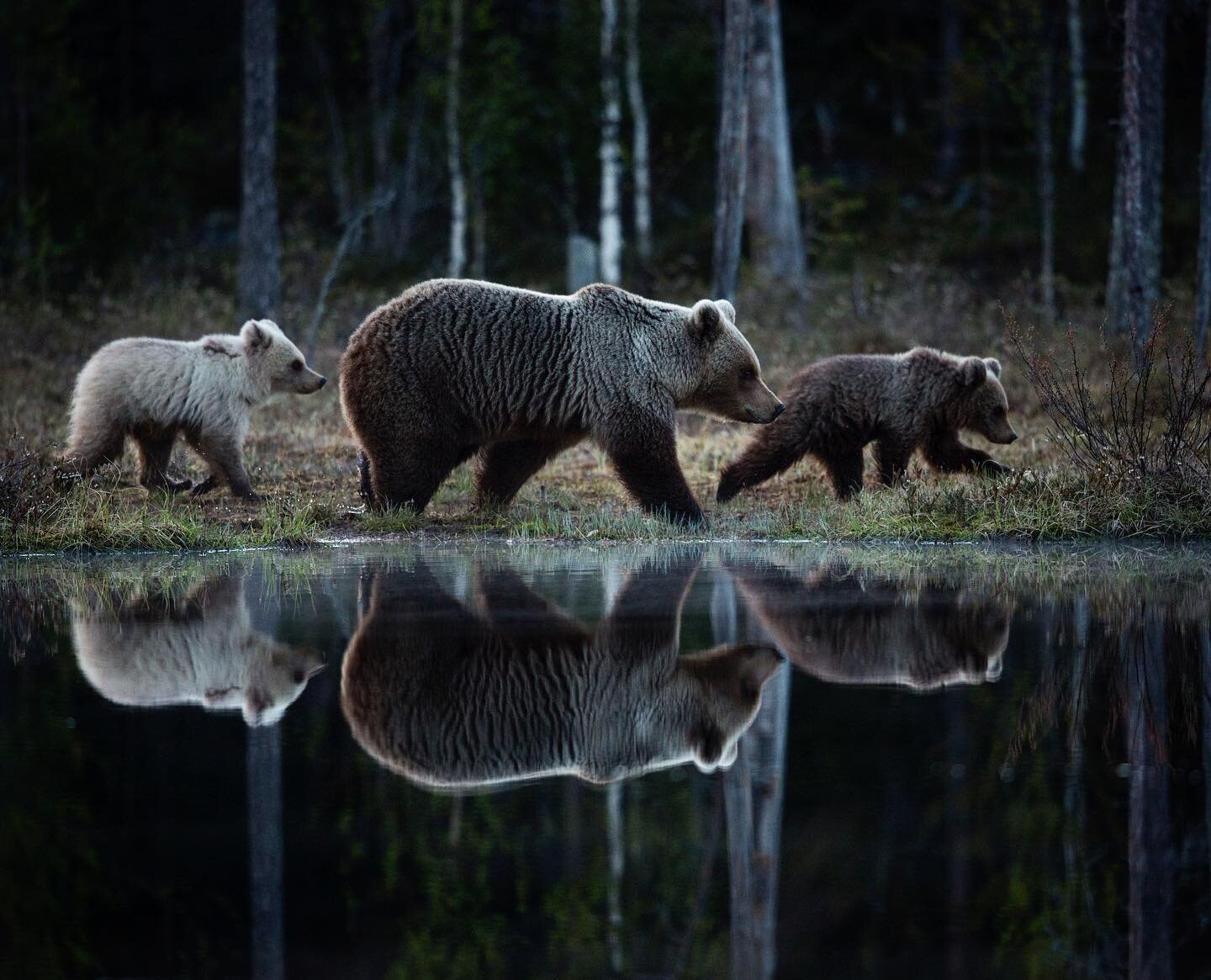 An incredibly special moment spent watching Brown Bears in Finland. During May, female bears will emerge from their hibernation dens alongside their young Cubs, which are not yet old enough to live independently. We had a suspicion that this female m