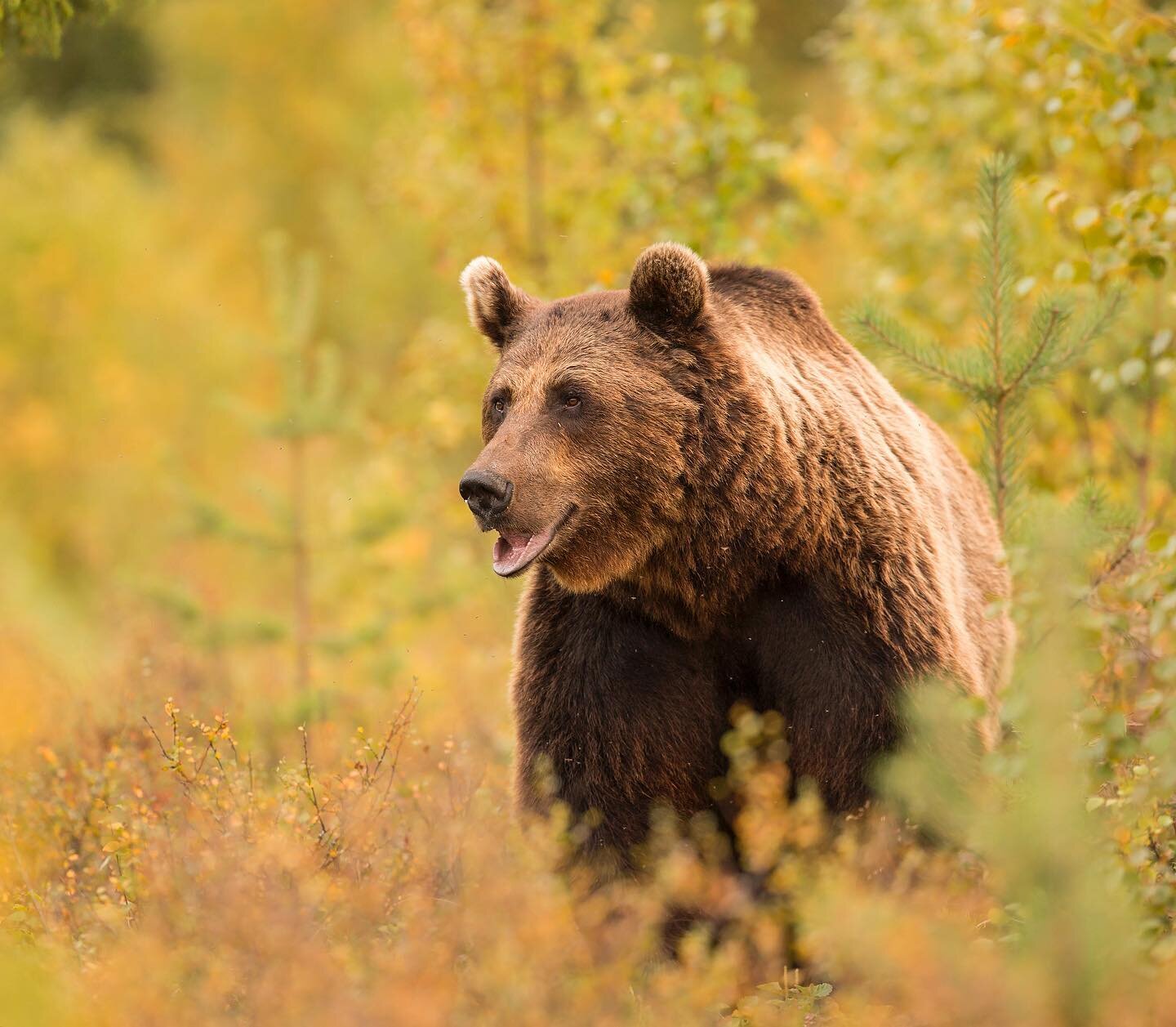A beautiful male Bear nicknamed Yogi, and some vibrant autumnal surroundings 🧡 Continuing with the recent theme of European Brown Bears, here&rsquo;s an image taken in September 2018. Shot on @canonuk 5D mk3 + 300mm f/2.8 @ f/4.