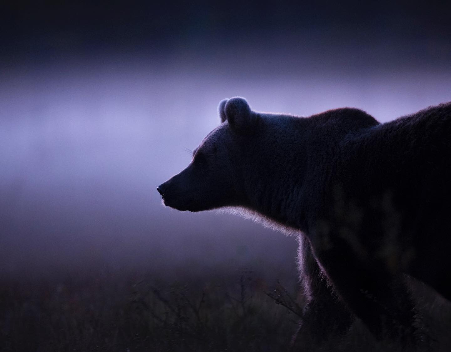 After sunset, somewhere near the Finland-Russia border 🌒 To achieve this type of silhouette in low light, both a large aperture and high ISO were essential. Resting my camera on a beanbag, I waited until this stunning female Bear paused in the mist.