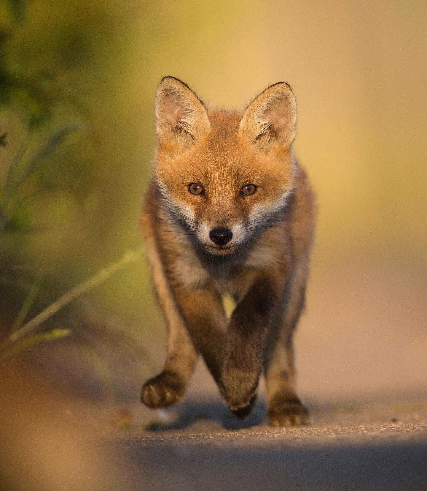 Springtime Fox Cub 🦊 I was photographing a Fox vixen in beautiful evening light, when I noticed movement in a nearby bush. My settings were perfect for a stationary portrait, but the aperture I was using was far too shallow to properly capture any m