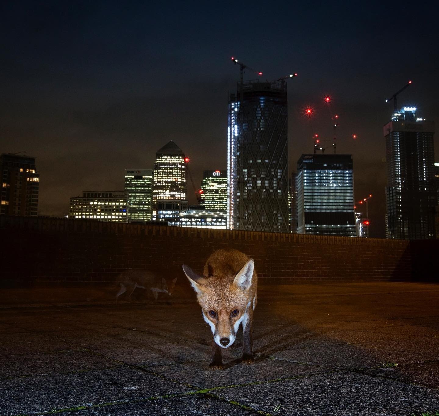 City life...

🌃 In the early hours, a pair of urban Foxes skulk along a riverside footpath in central London. I love watching wildlife thriving in densely populated places like this. Despite the threats of rapidly expanding urban populations on surr