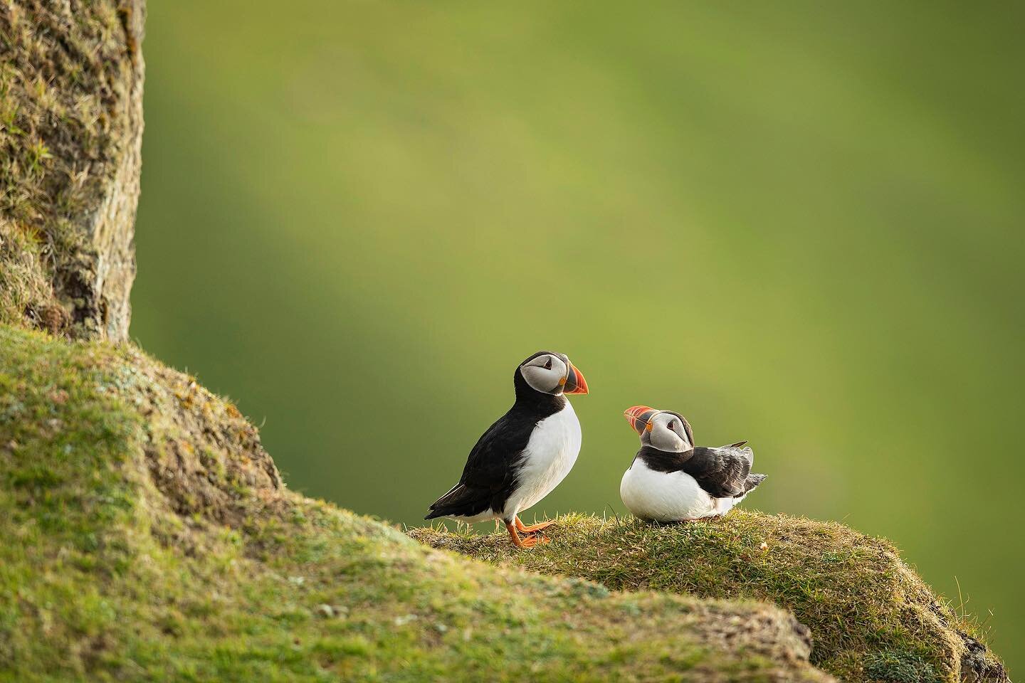 Lovebirds 💚 It&rsquo;s 10pm on the cliffs of Hermaness, as the sun falls closer to the horizon. Looking north across the Norwegian Sea, there is nothing but open ocean for many thousands of miles. The cliffs which surround the island of Unst are not