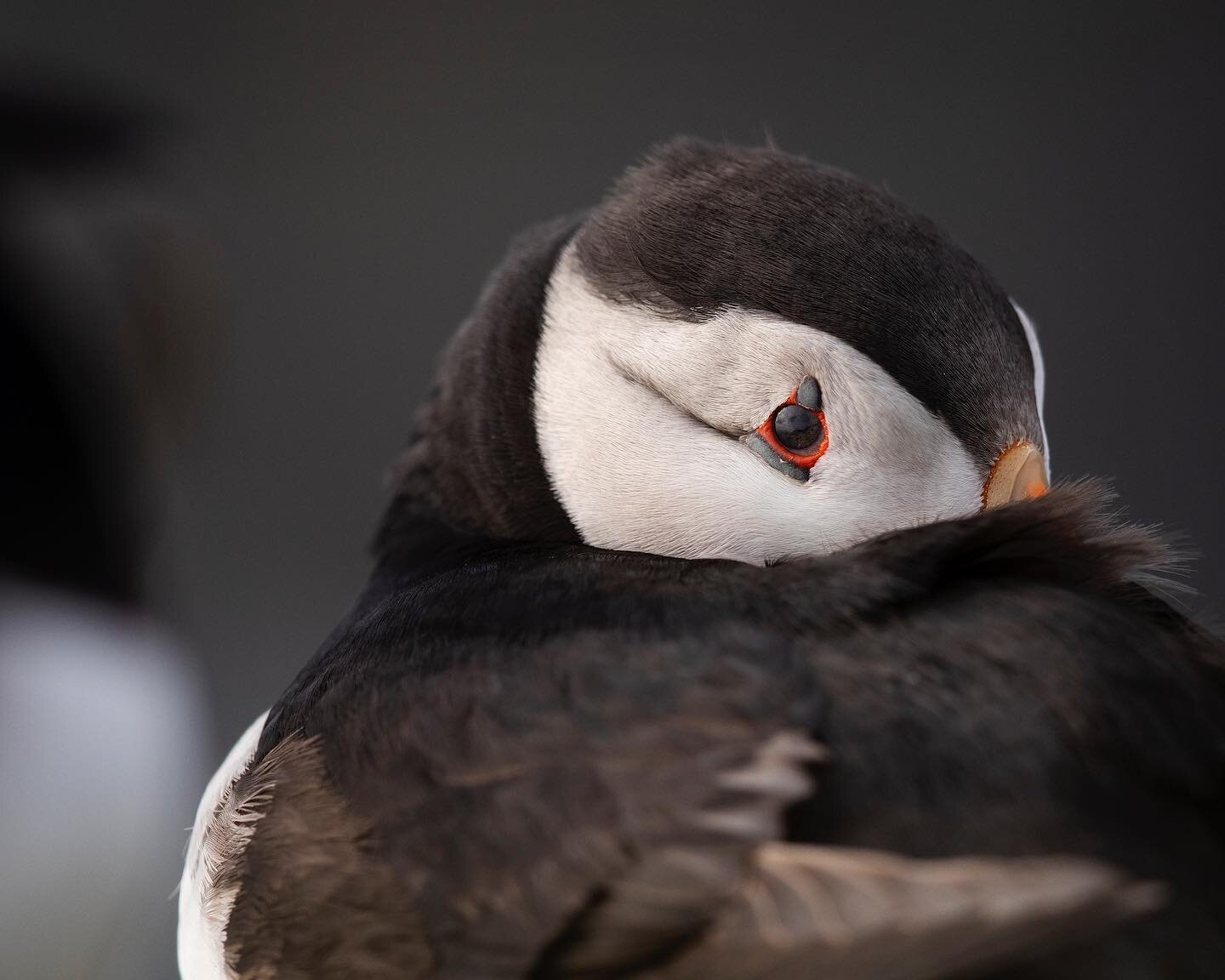 An Atlantic Puffin shelters from strong winds on the UK&rsquo;s most northerly island 🖤❤️ I was blown away by Shetland in every sense of the word. After wanting to visit for a good few years, this year finally presented me with the perfect opportuni