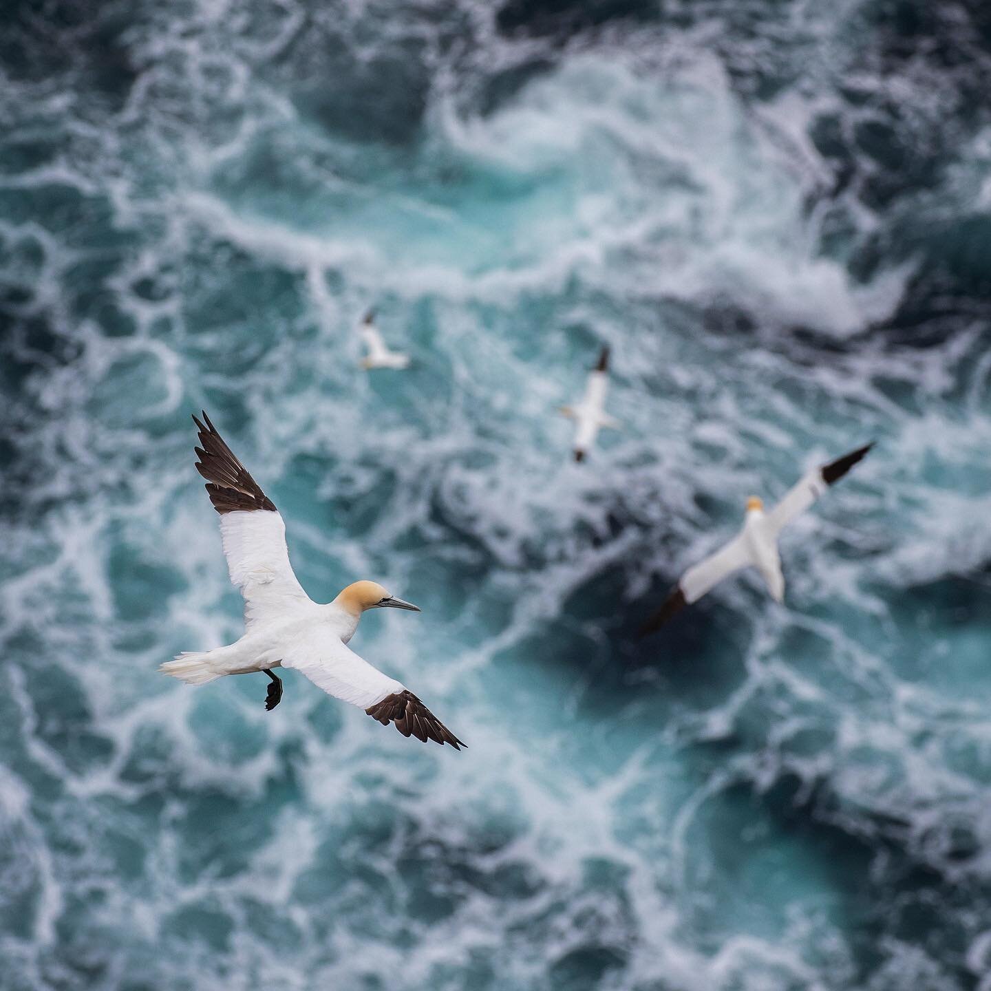 The Gannet Spiral 🌊🌀 With open ocean for thousands of miles, the cliffs of Hermaness are battered by some powerful waves. I studied auks during my dissertation and observed just how comically poor they could be when it came to flying in strong wind