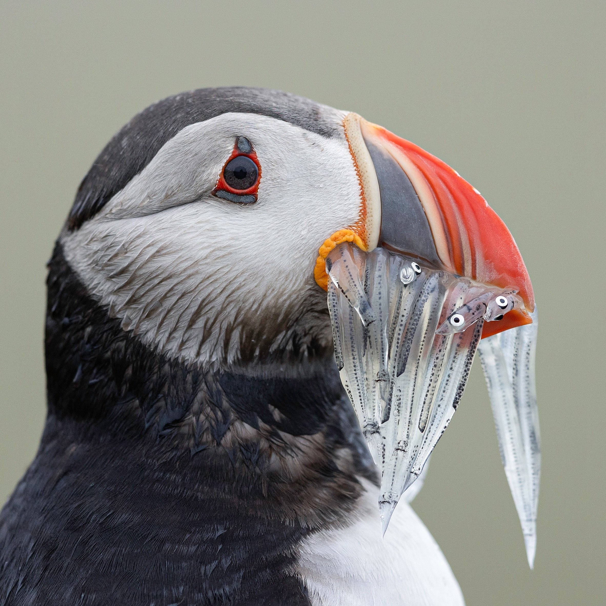 Puffins have an impressive ability to &lsquo;fly&rsquo; underwater 🌊

Their wings are flipper-like and help to propel them with great bursts of speed. This is especially useful when they&rsquo;re pursuing a school of Sand Eels for example. 

They us