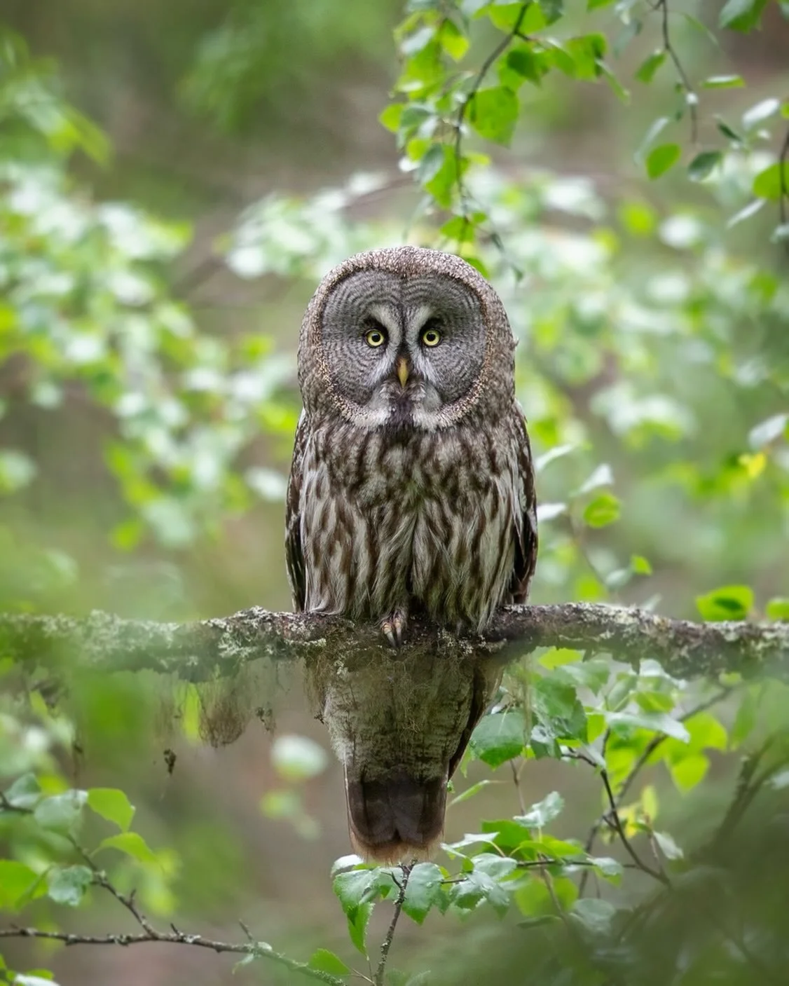 A wild Great Grey Owl listens for her rodent prey, in Finlands dense boreal wilderness during midsummer&hellip; 

There is something enchanting about the Great Grey Owl. Its immense size and ghostly poise command the forest, yet it moves with such pr