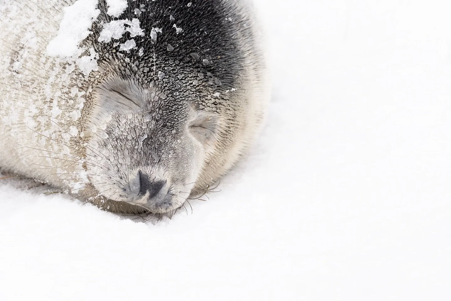 Snow Angels ❄️

I&rsquo;ve been trying to capture images of this Norfolk seal colony in the snow for a few years now, but conditions never seemed to line up. This week that changed, when the Norfolk coastline was peppered with several heavy snow show