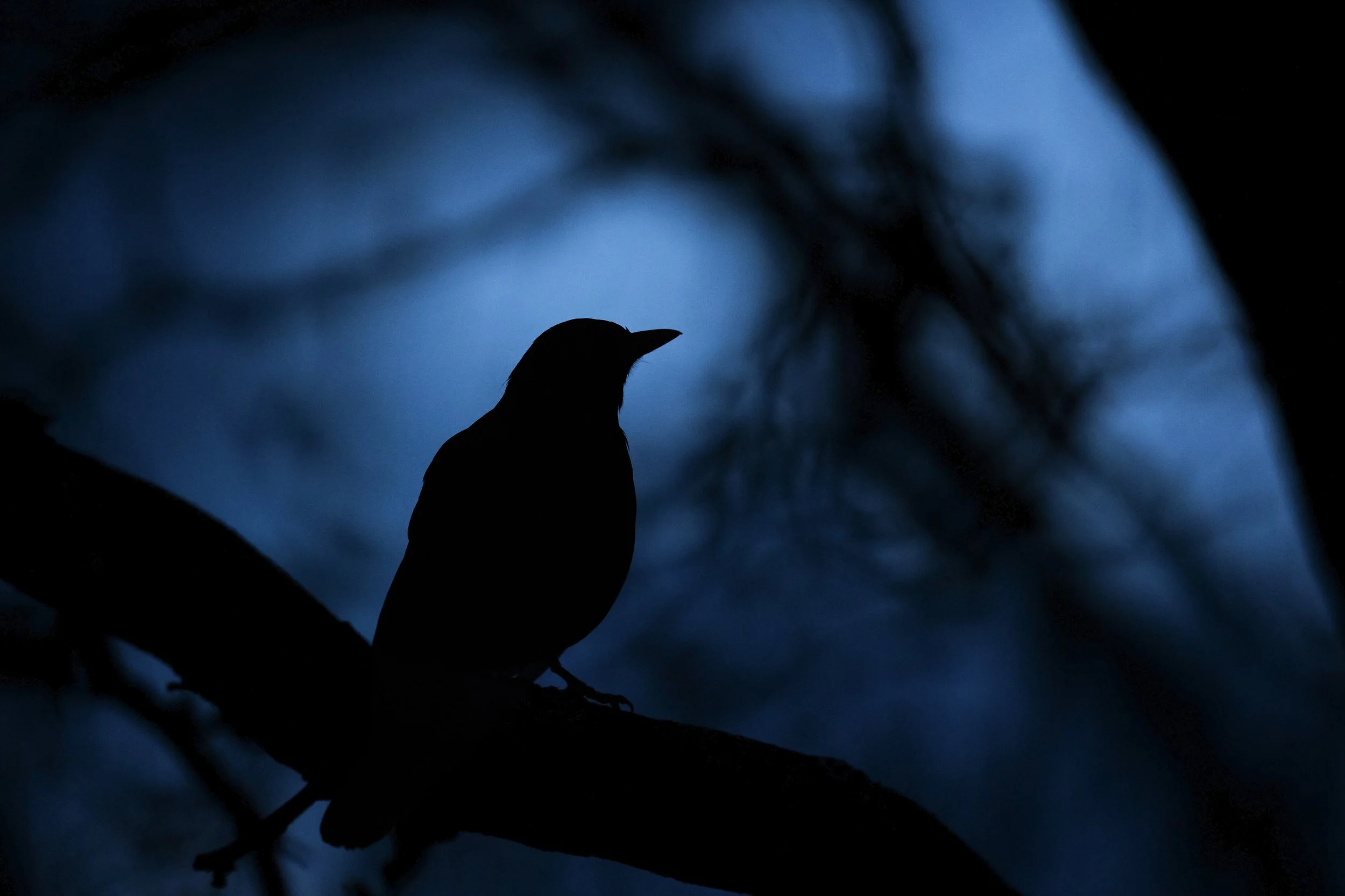 World Dawn Chorus Day