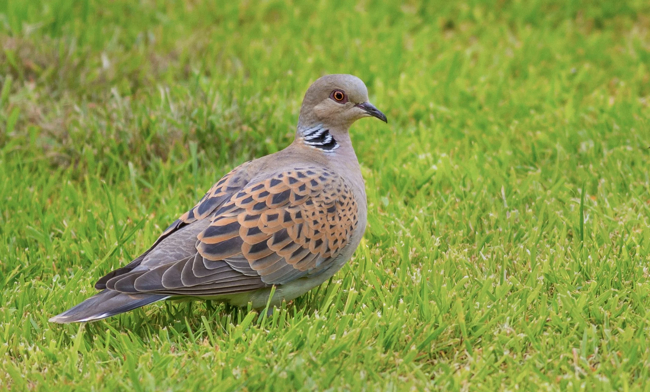 Breeding Birds at Wakelyns