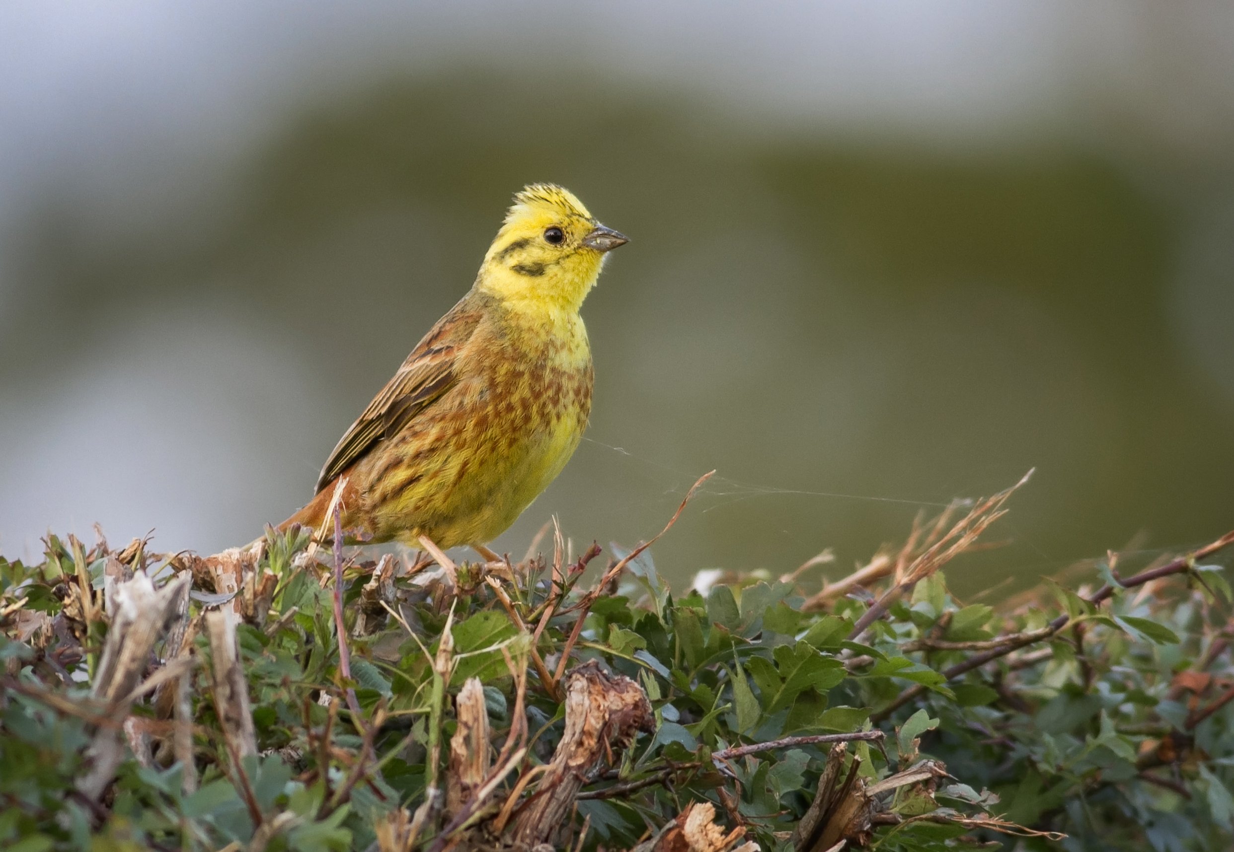 Summer Birds of Wakelyns