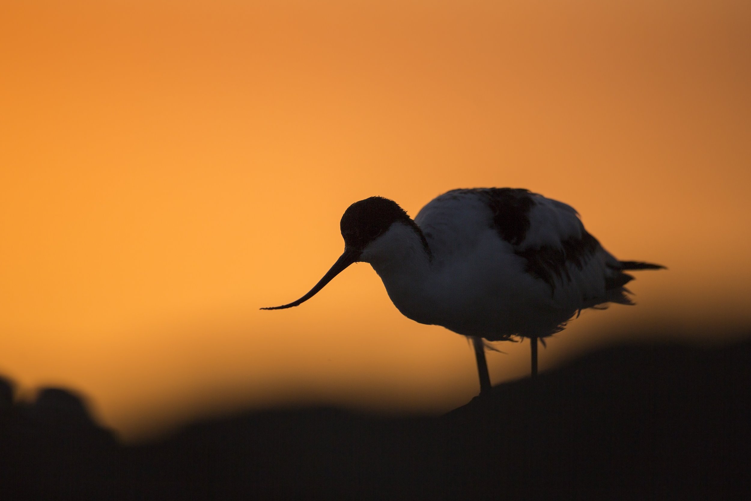 Birdwatching: Wader Migration
