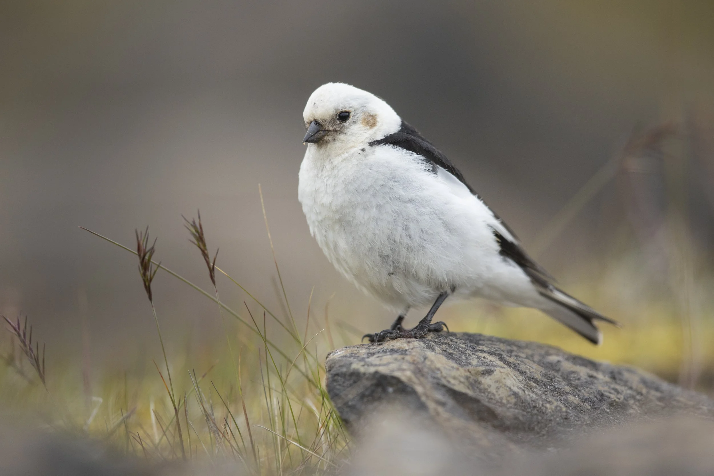 Birdwatching: Winter Visitors