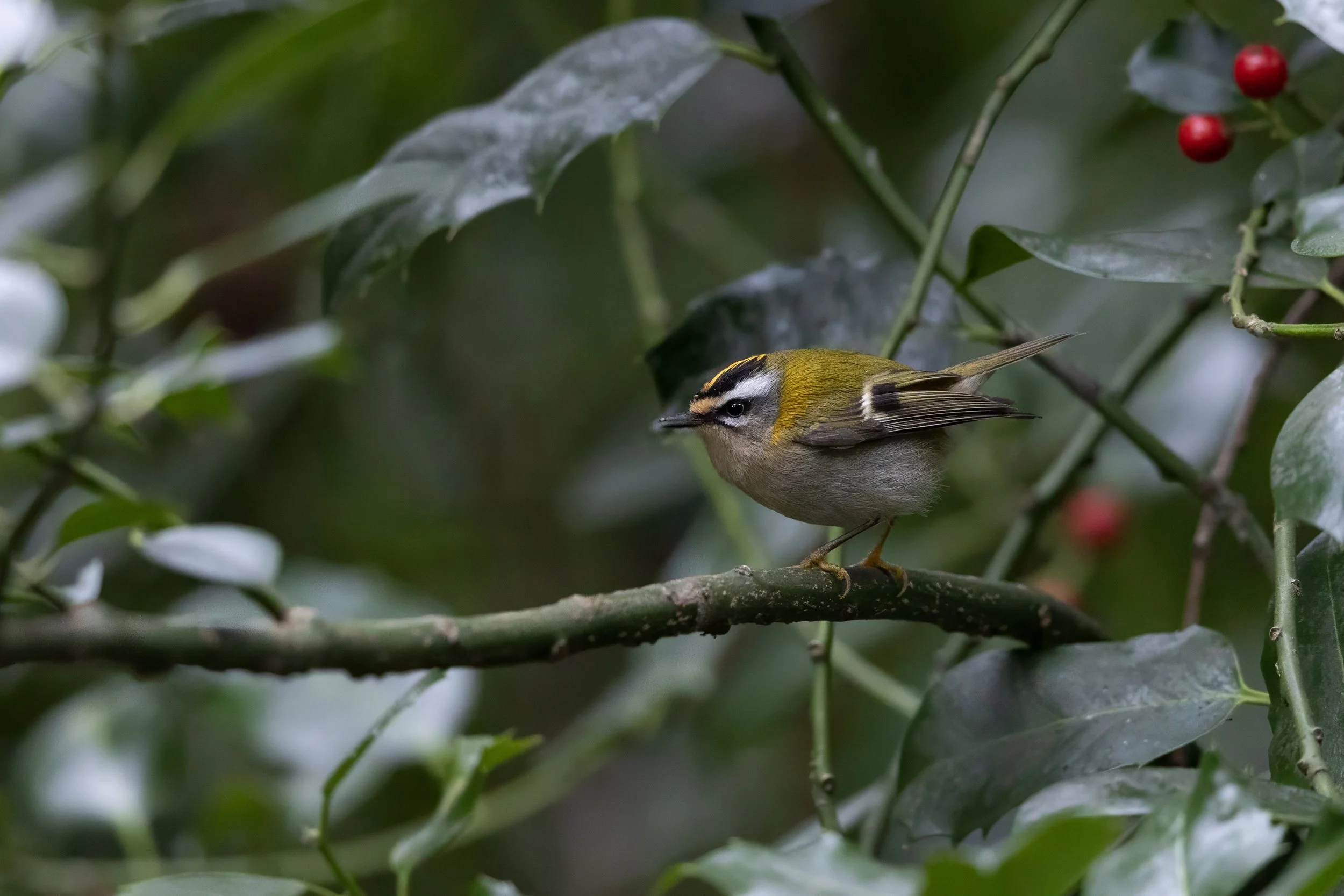 Birdwatching: Autumn Migration