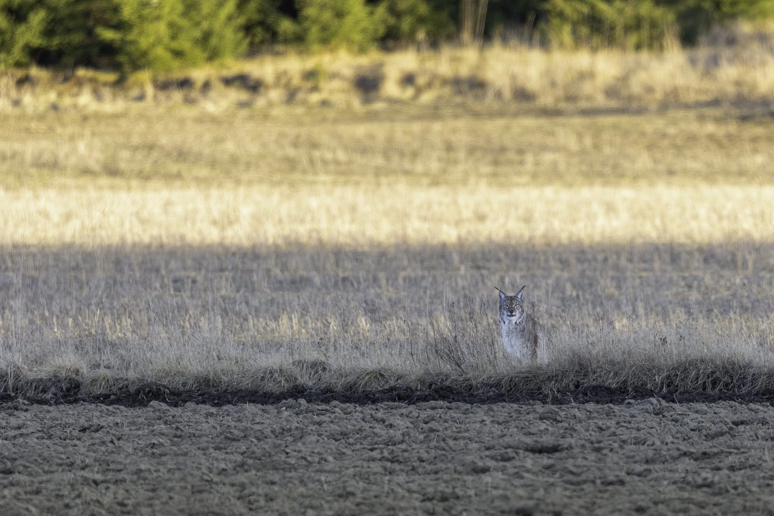 Image 9 - Eurasian Lynx Wide Shot.jpg