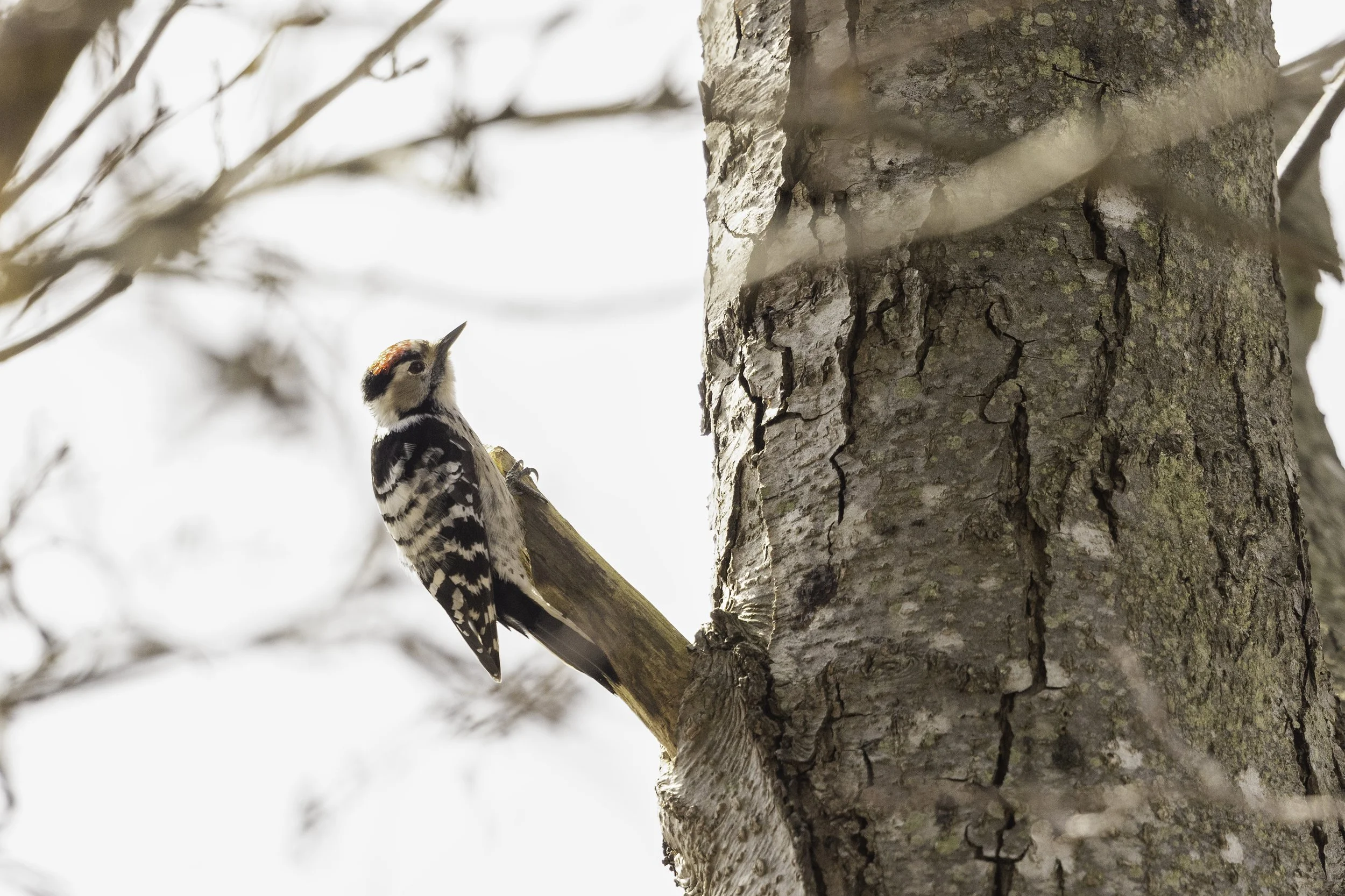 Image 8 - Lesser Spotted Woodpecker.jpg