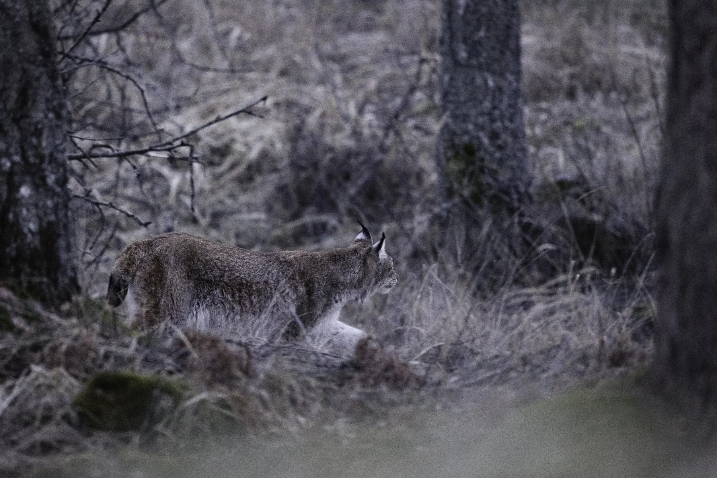Image 14 - Eurasian Lynx Prowling Low Light.jpg