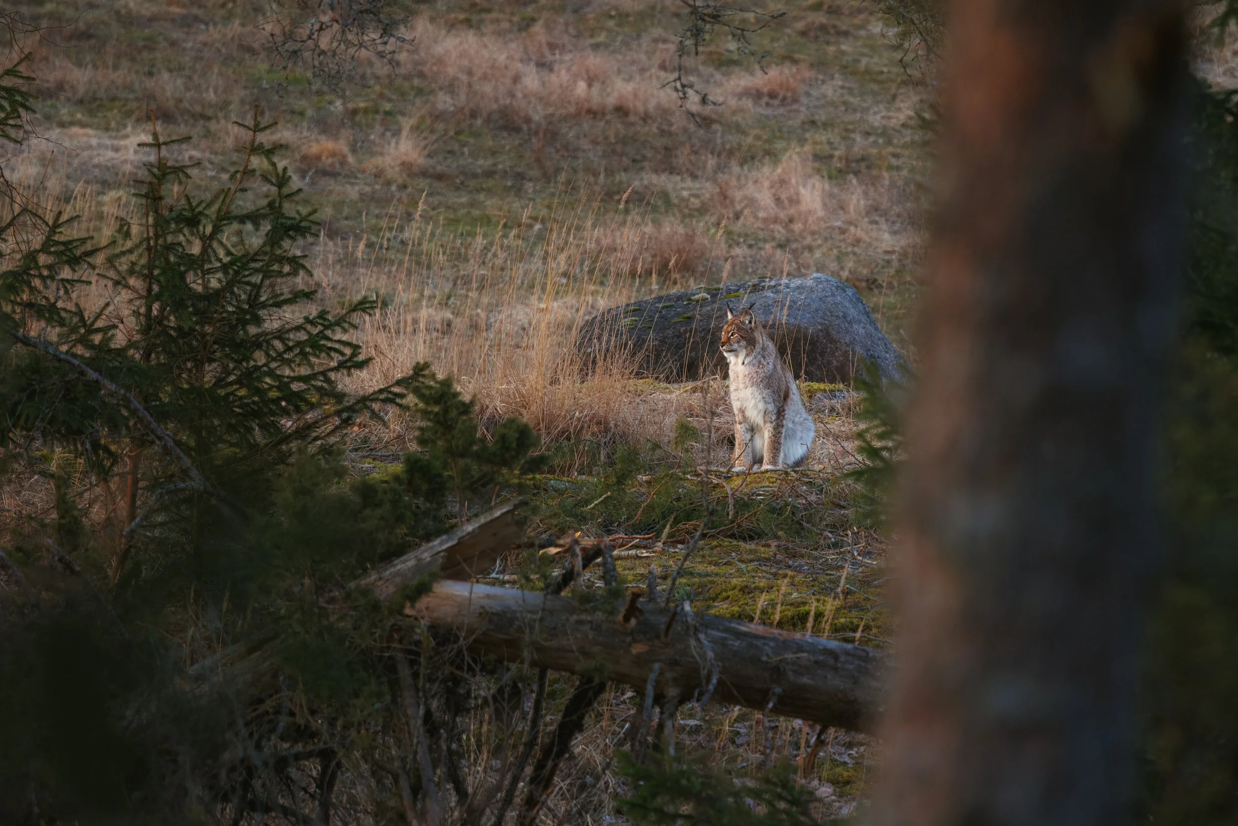 Image 27 - Eurasian Lynx in Woodland.jpg