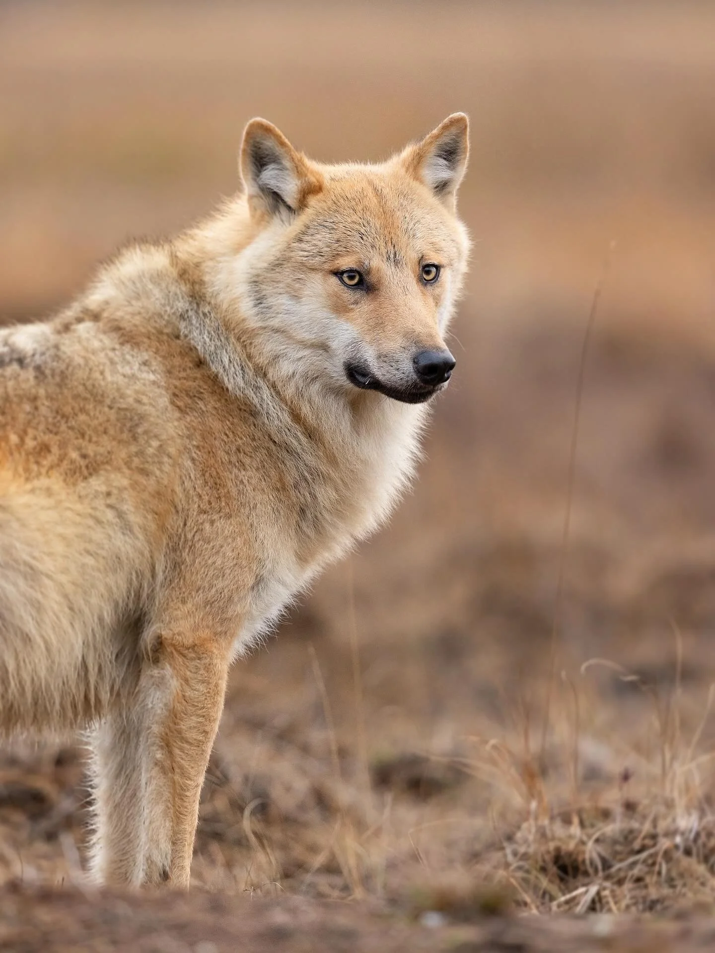 &lsquo;Wolves are like the fairy tales they prowl through: wild, and not on anybody&rsquo;s side&rsquo; - Katherine Rundell. 

A small series of this stunning alpha female Wolf, taken last year, which one is your favourite? 🐺 

Would you like to exp
