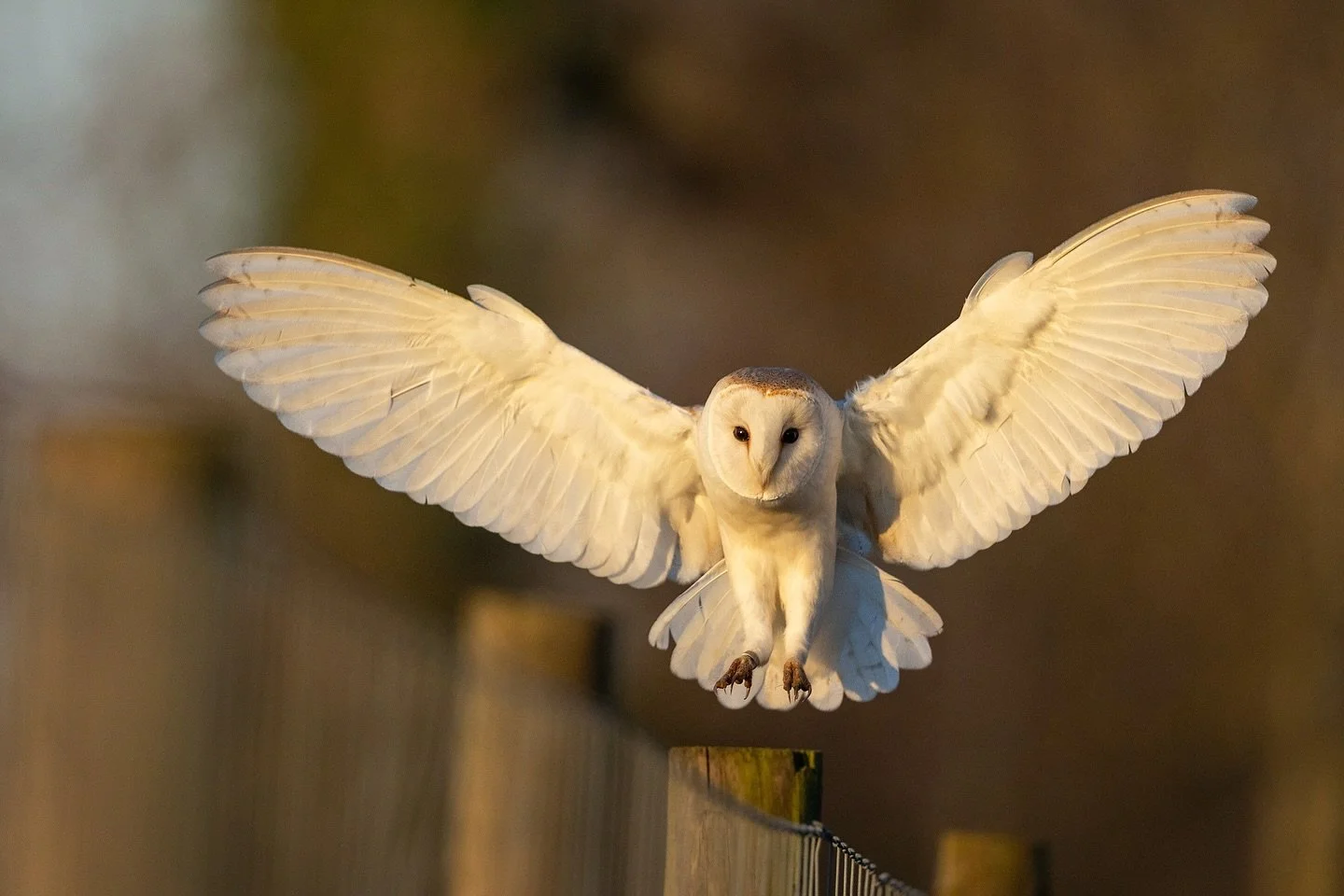 A wild Barn Owl comes in to land, its wings splayed like an angel, taking a quick break from hunting in early spring&hellip;🤍

Barn Owls are currently feeding up and surveying their prospective nest sites for the spring. All being well, individuals 