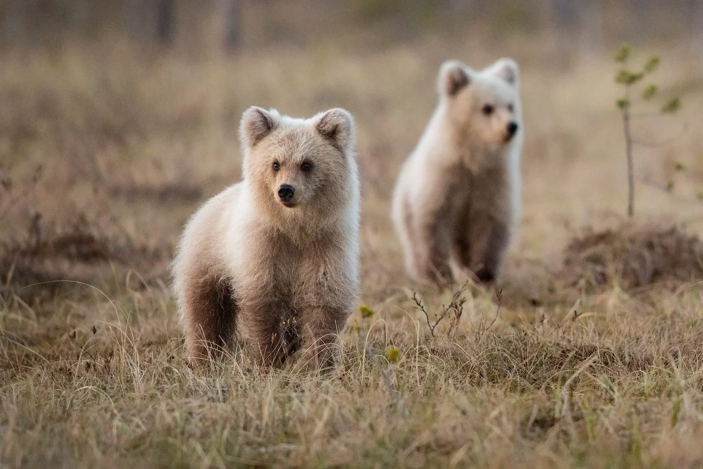 Brown Bears always appear very thoughtful and measured in their demeanour. To celebrate world bear day, I wanted to share a selection of my favourite images of this revered species, the Brown Bear. 

I&rsquo;ve been incredibly lucky enough to spend