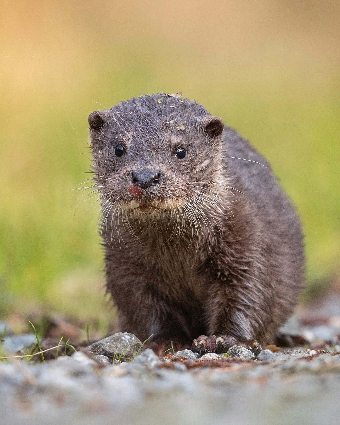 A young Otter cub pauses for a moment to assess its environment, on a gravel track in the Norfolk countryside 🦦

This image is the result of a completely unexpected chance encounter in the middle of a mixed woodland in the early afternoon, when th