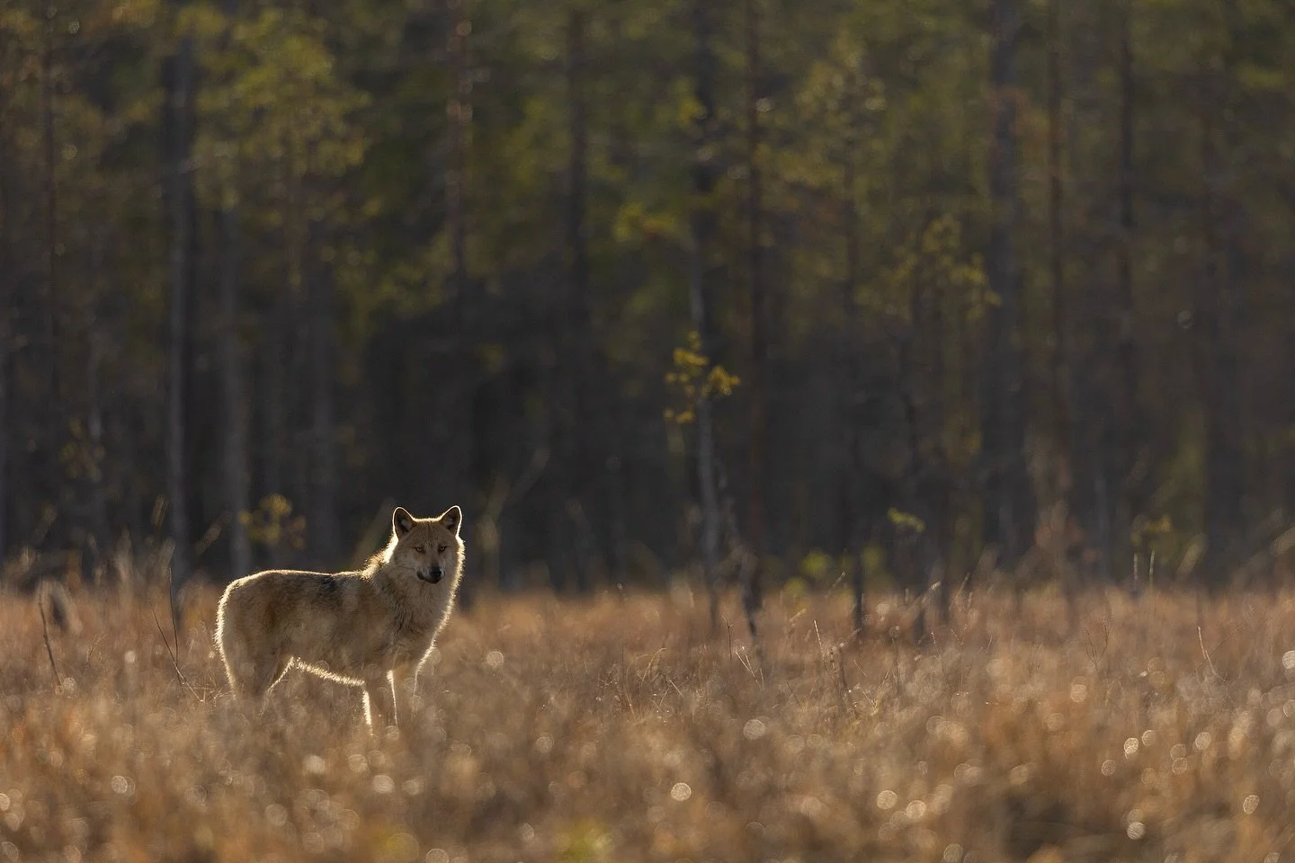 Creatures of the boreal wilderness 🌲

If you&rsquo;re considering visiting Finland for the first time, midsummer is the perfect season to explore it in. Experience the enchanting midnight sun and long warm days on this unforgettable wildlife adven