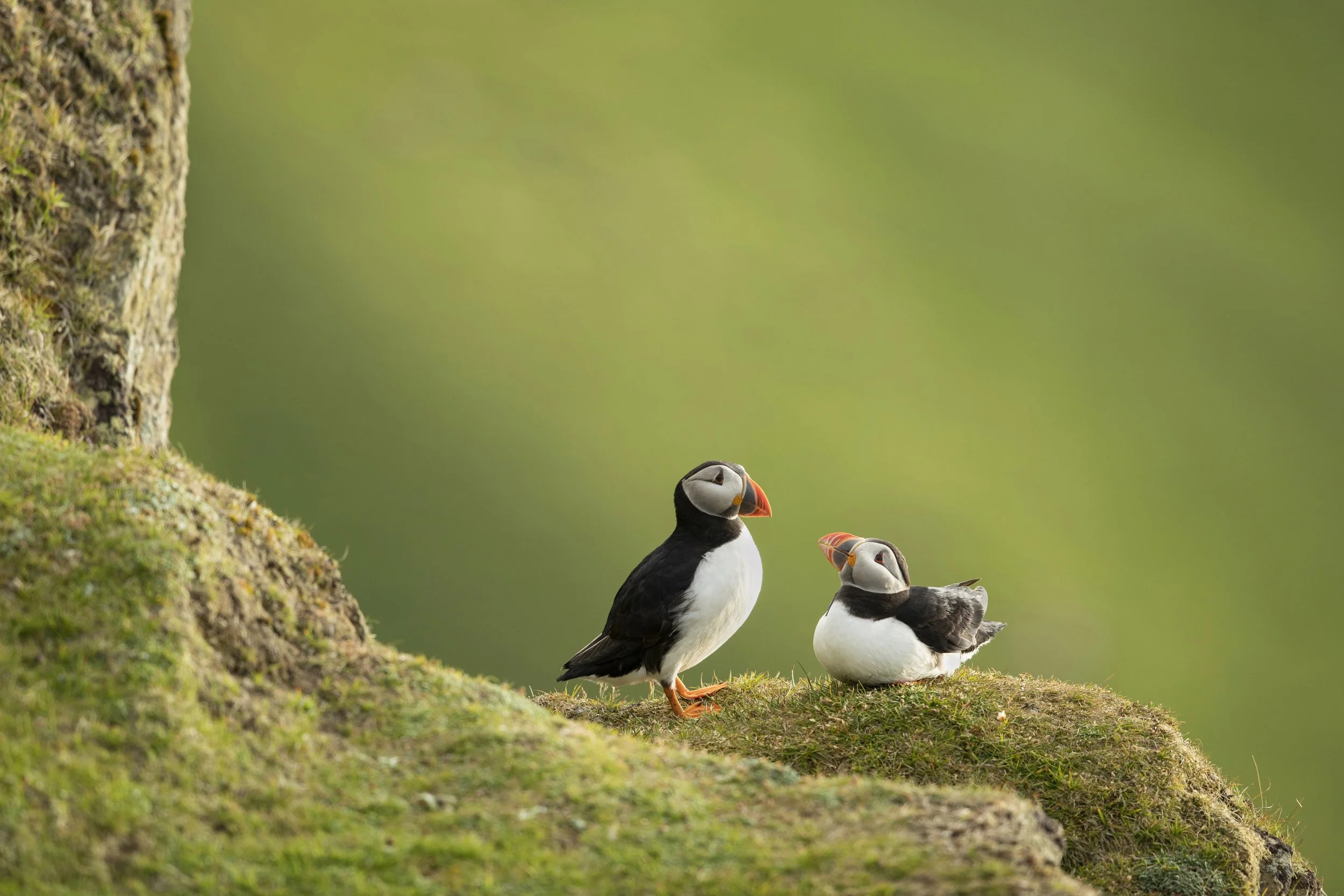 Lovebirds_Puffins_AC7A4494.jpg