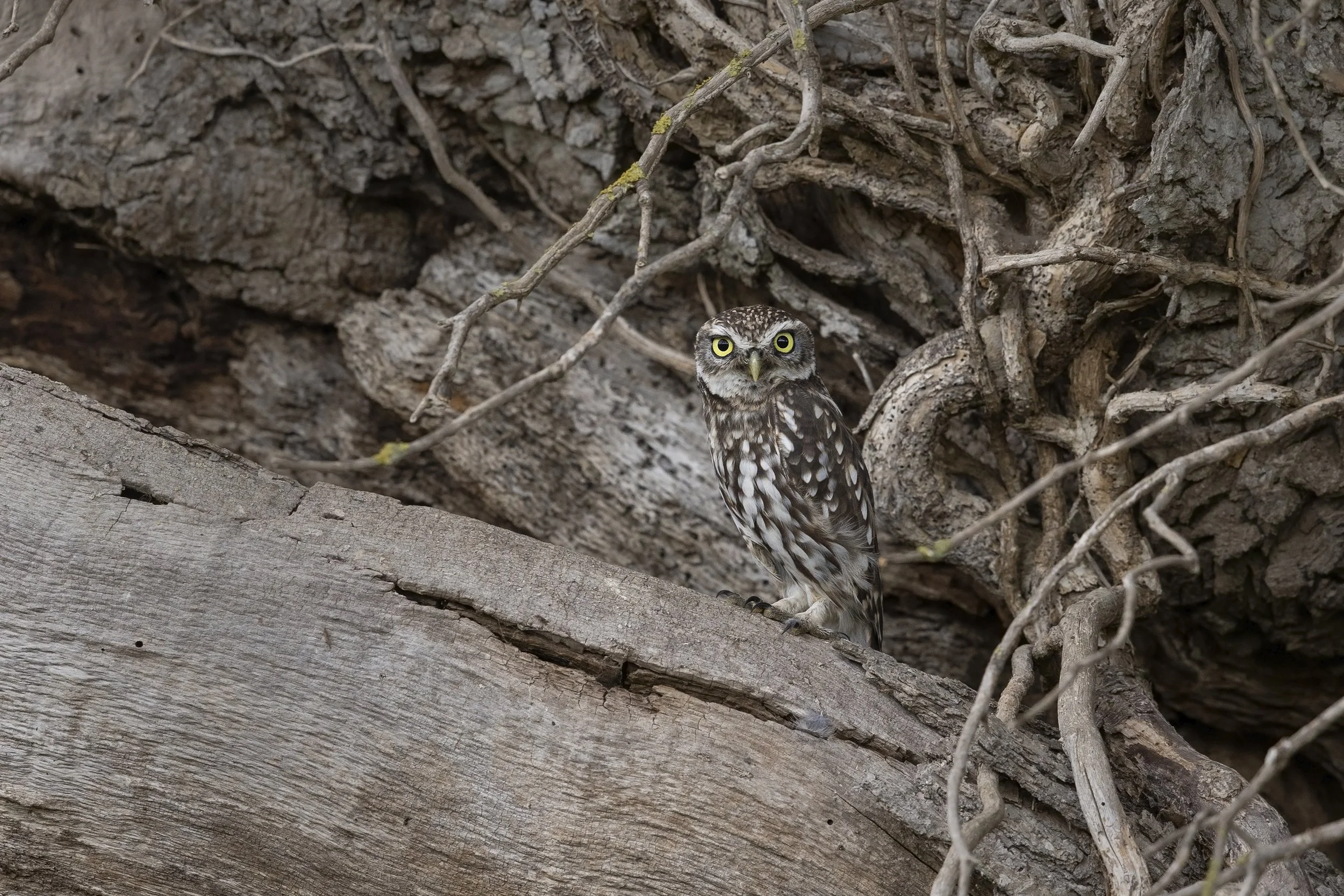 Wide_Little_Owl_783A1181.jpg