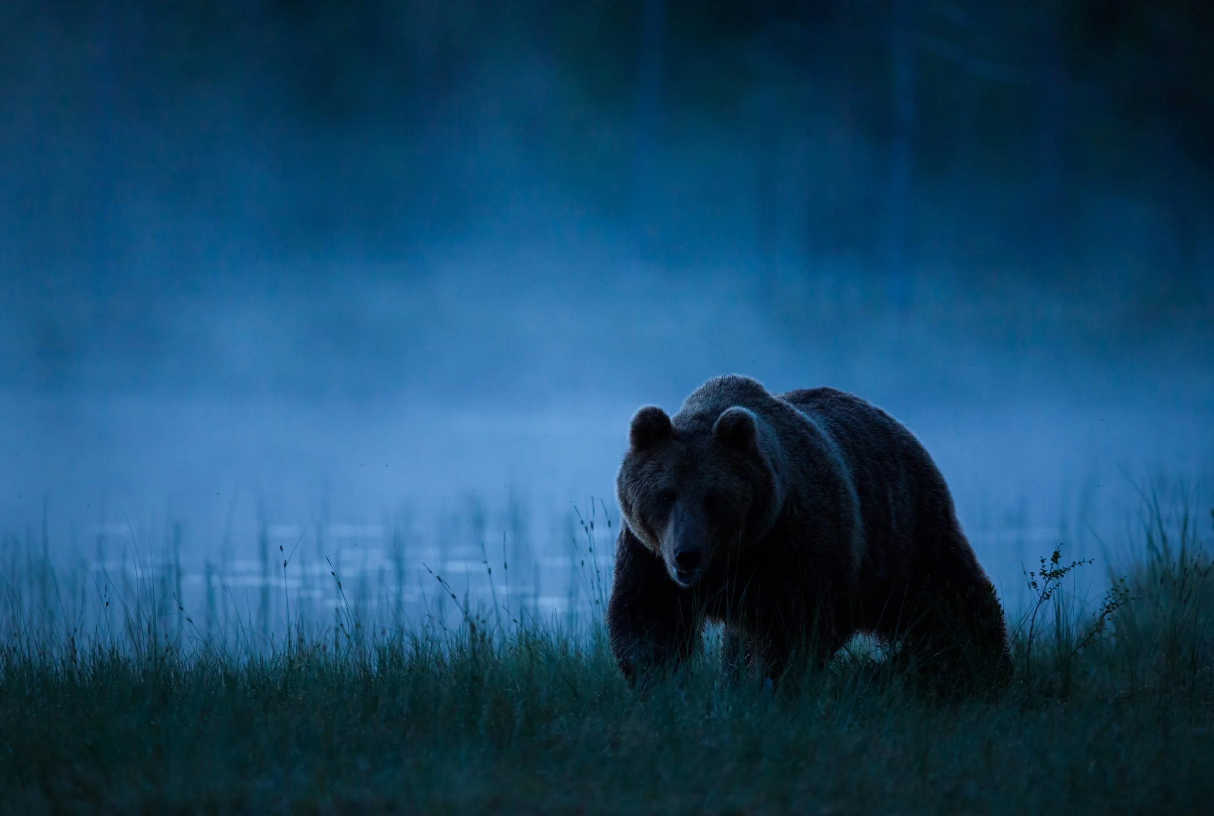 Ghost_Silhouette_Bear_0T2A5210.jpg