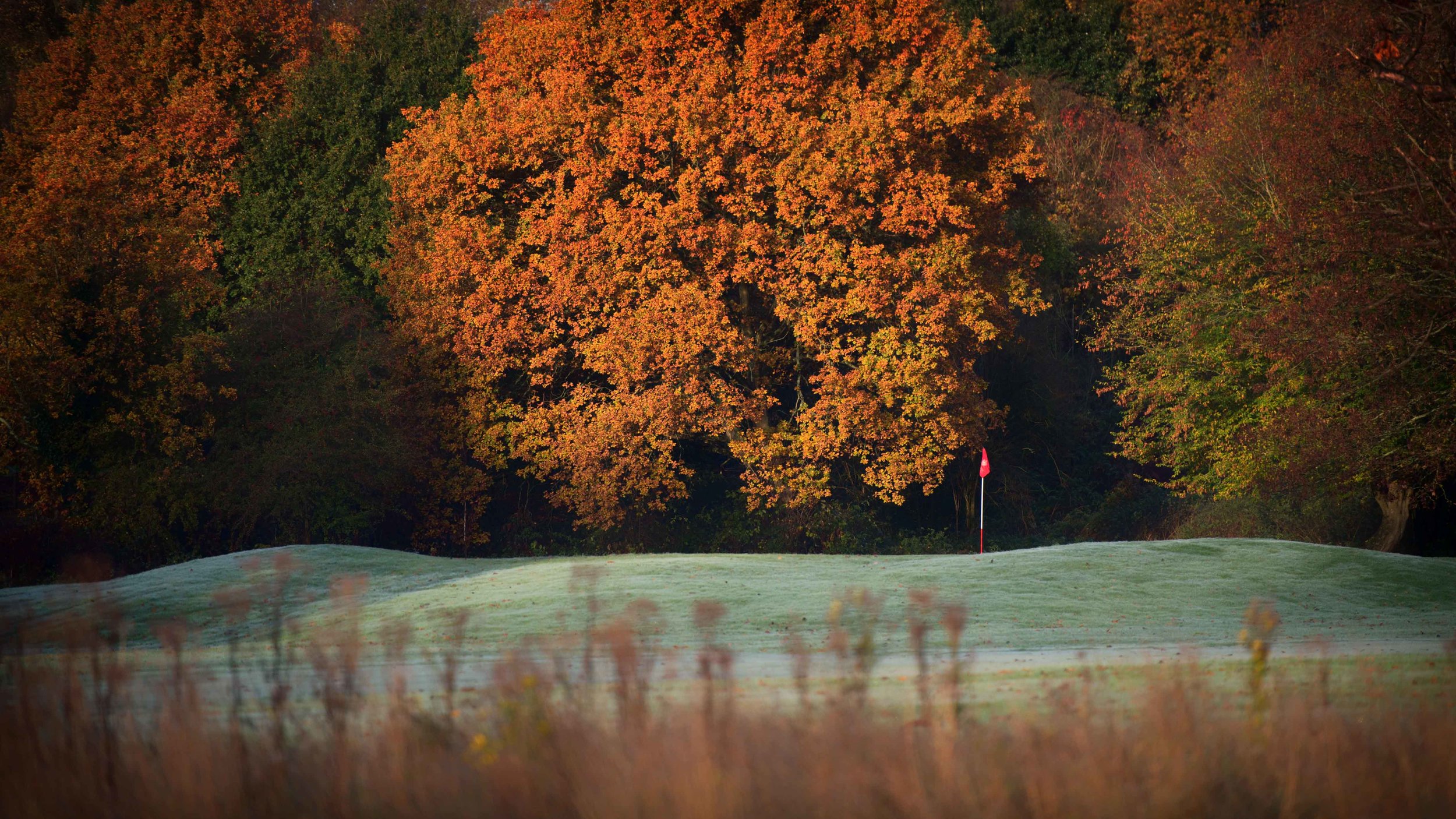 Aniko Towers Golf califlower autumn-1.jpg