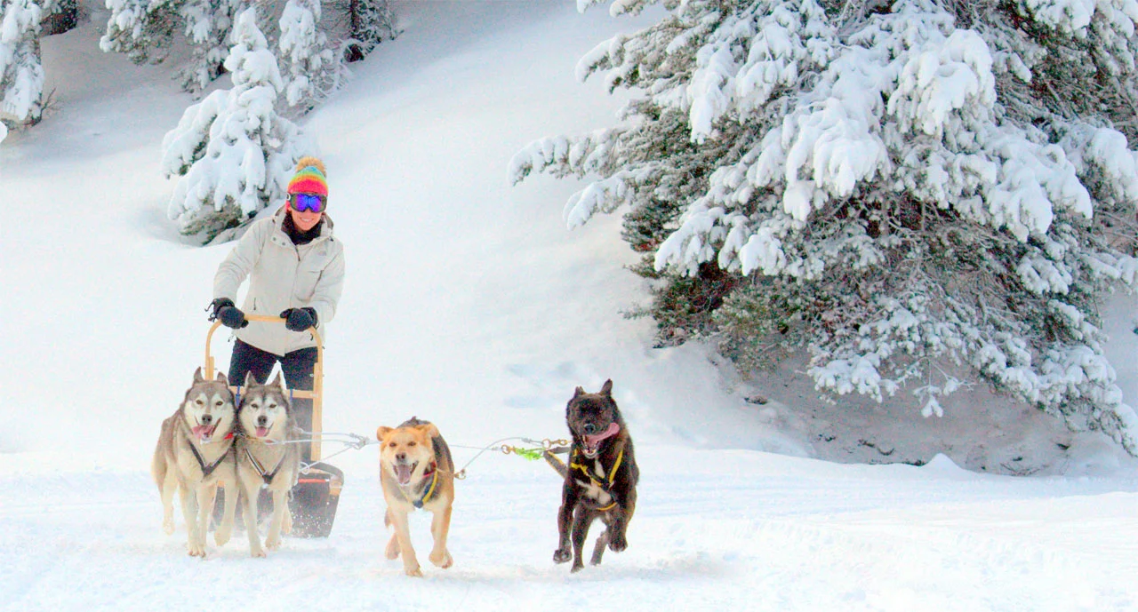 ATRAVIESA LAS NEVADAS COLINAS EN TRINEO DE 🐶 HASTA LLEGAR AL REFUGIO DE MONTGARRI 