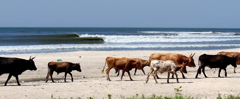 vacas-senegal-surf.jpg