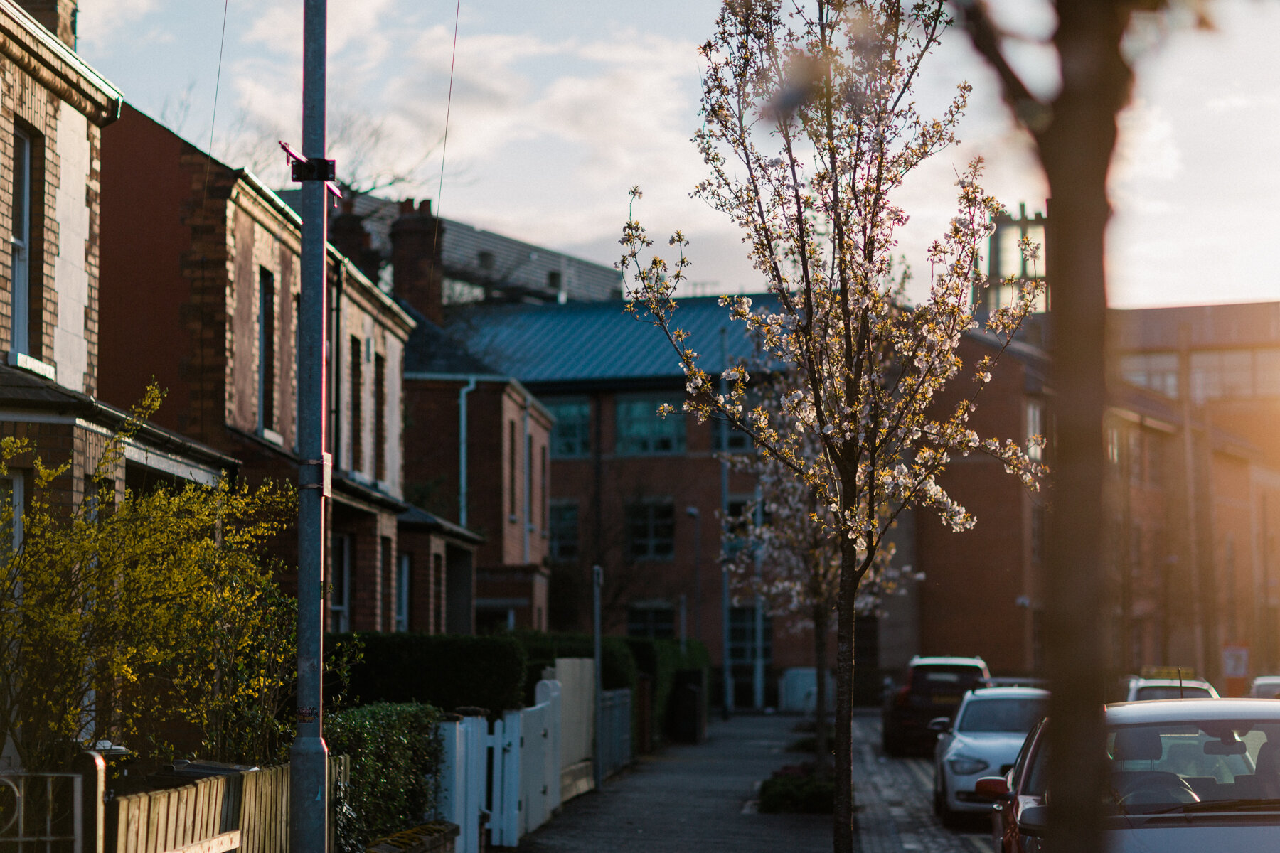 The view of our empty street, from my front door.