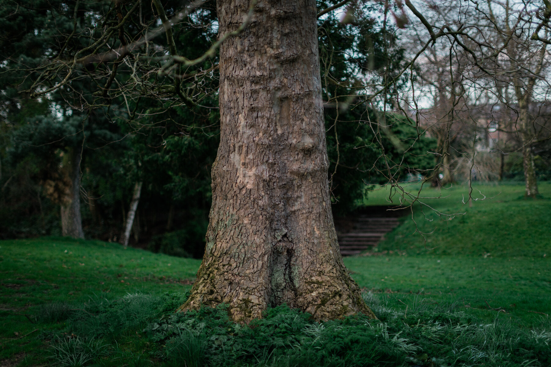 A pine tree catches the last light in a deserted Botanic Gardens, Belfast.
