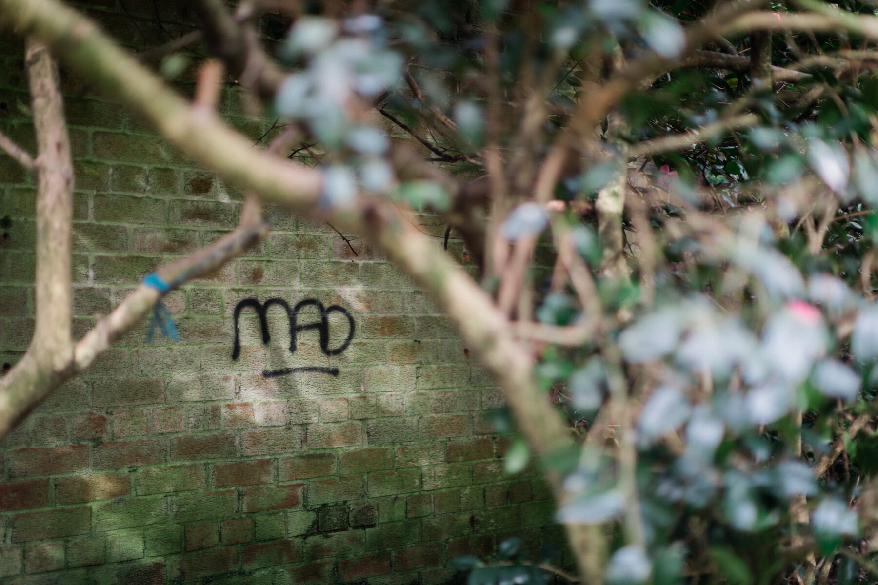 Fitting graffiti in Botanic Gardens, Belfast.