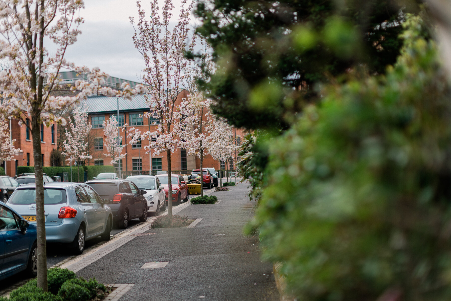 Morning walk down our street, while Spring continues to blossom.