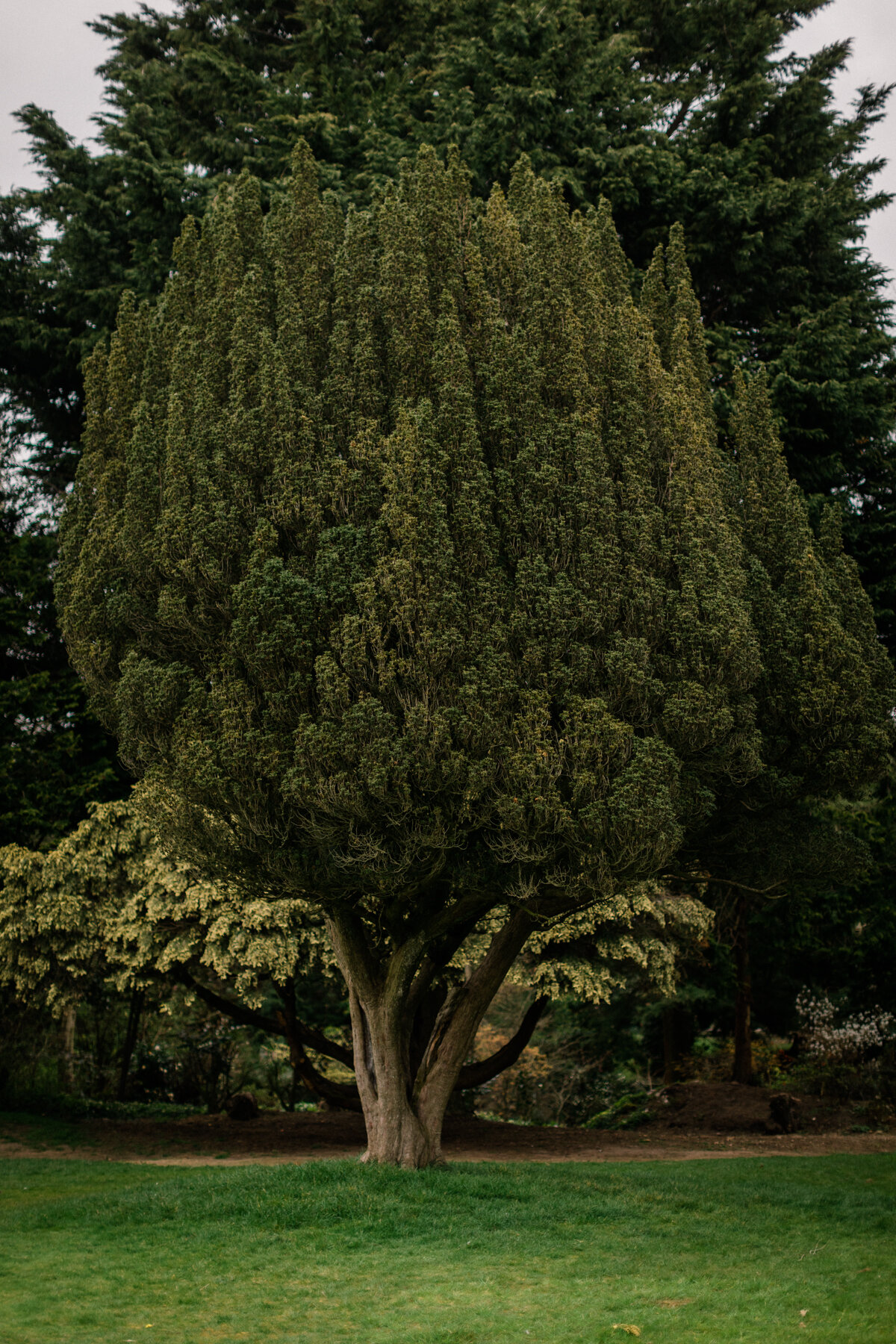 An Irish Ewe tree watches over a quiet Botanic Gardens, Belfast.