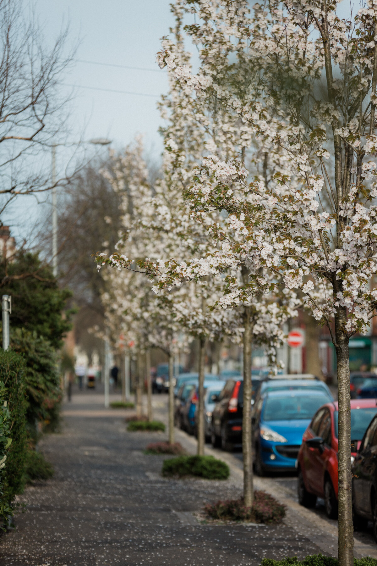Cherry blossoms flutter silently over our quiet street.
