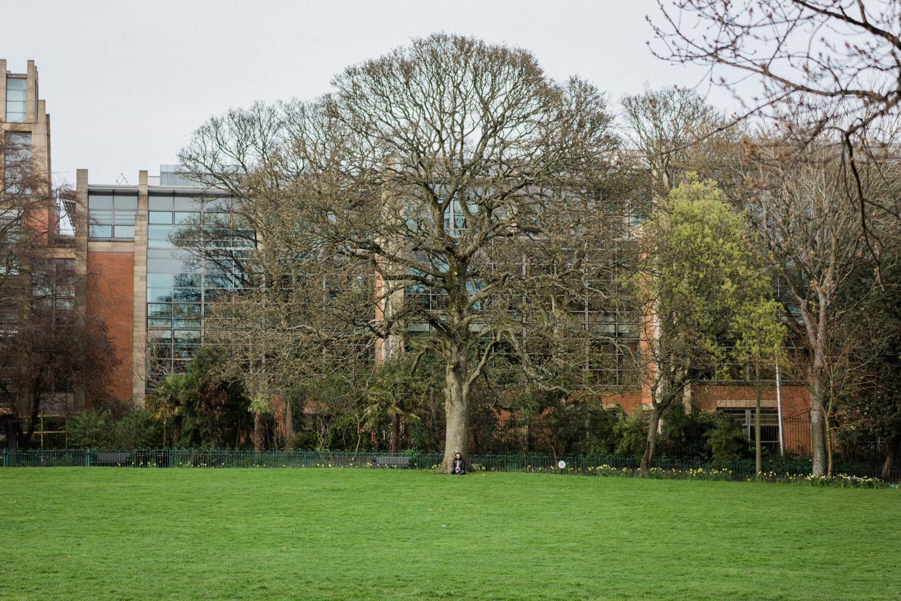 A single person sits under a tree in an otherwise vacant green, Botanic Gardens, Belfast.