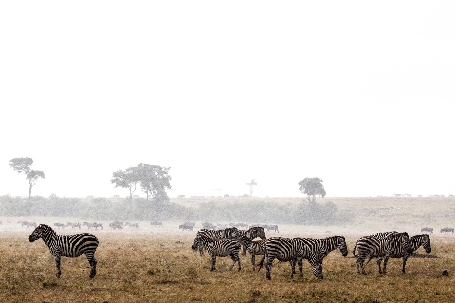 Rain on the Plain, Lewa, Kenya