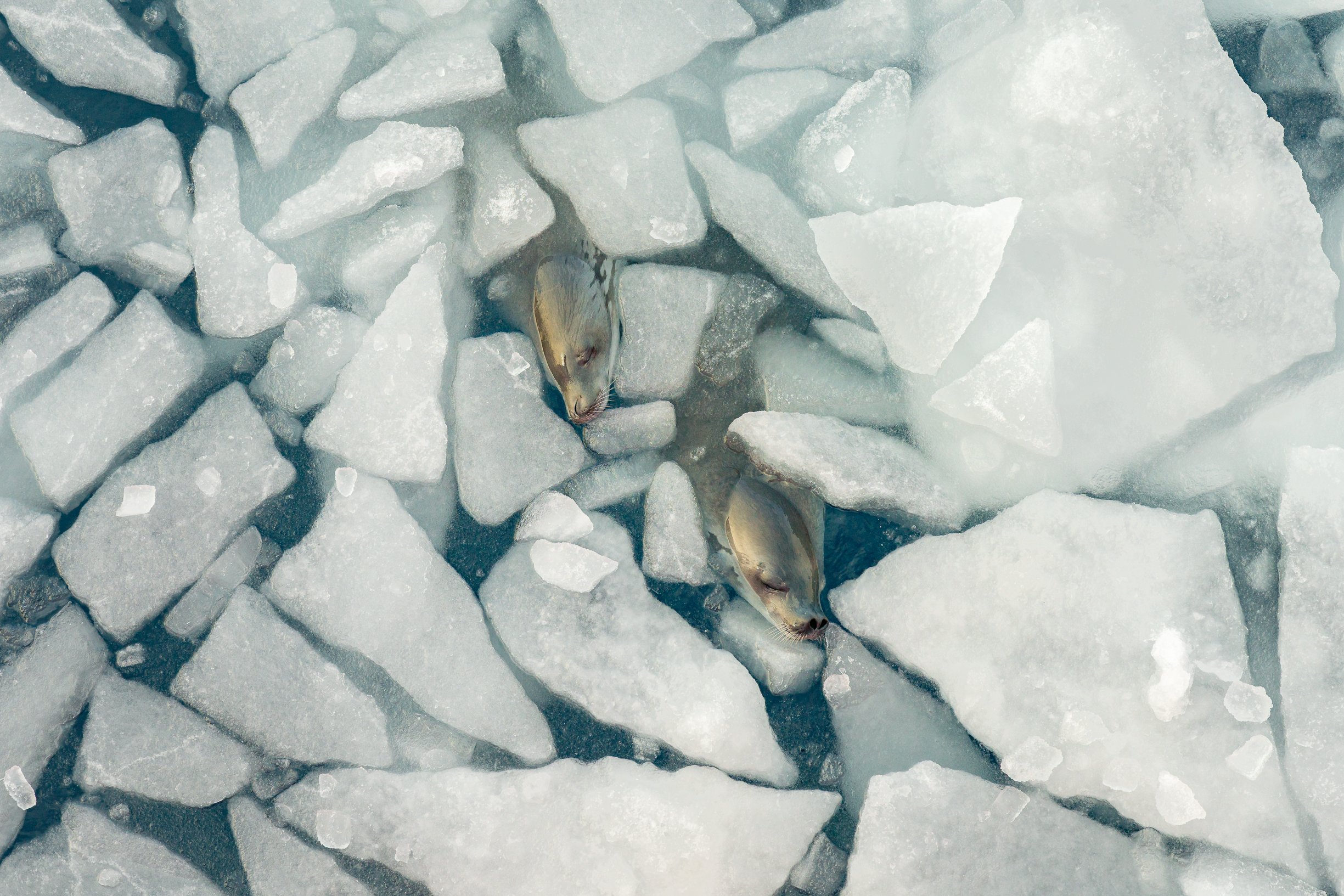 Artist's Select: Seals Napping in the Ice - Weddell Sea, Antarctica