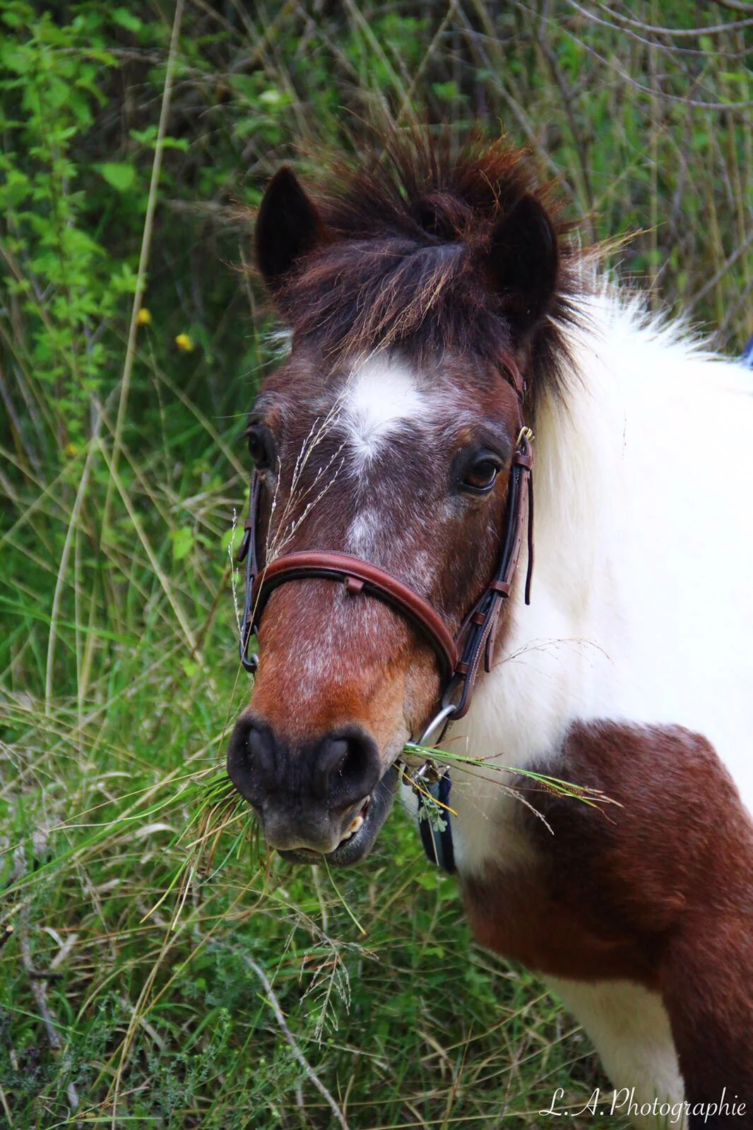 campinglechamadou-sudardeche-4etoiles-miniferme-poney.jpg